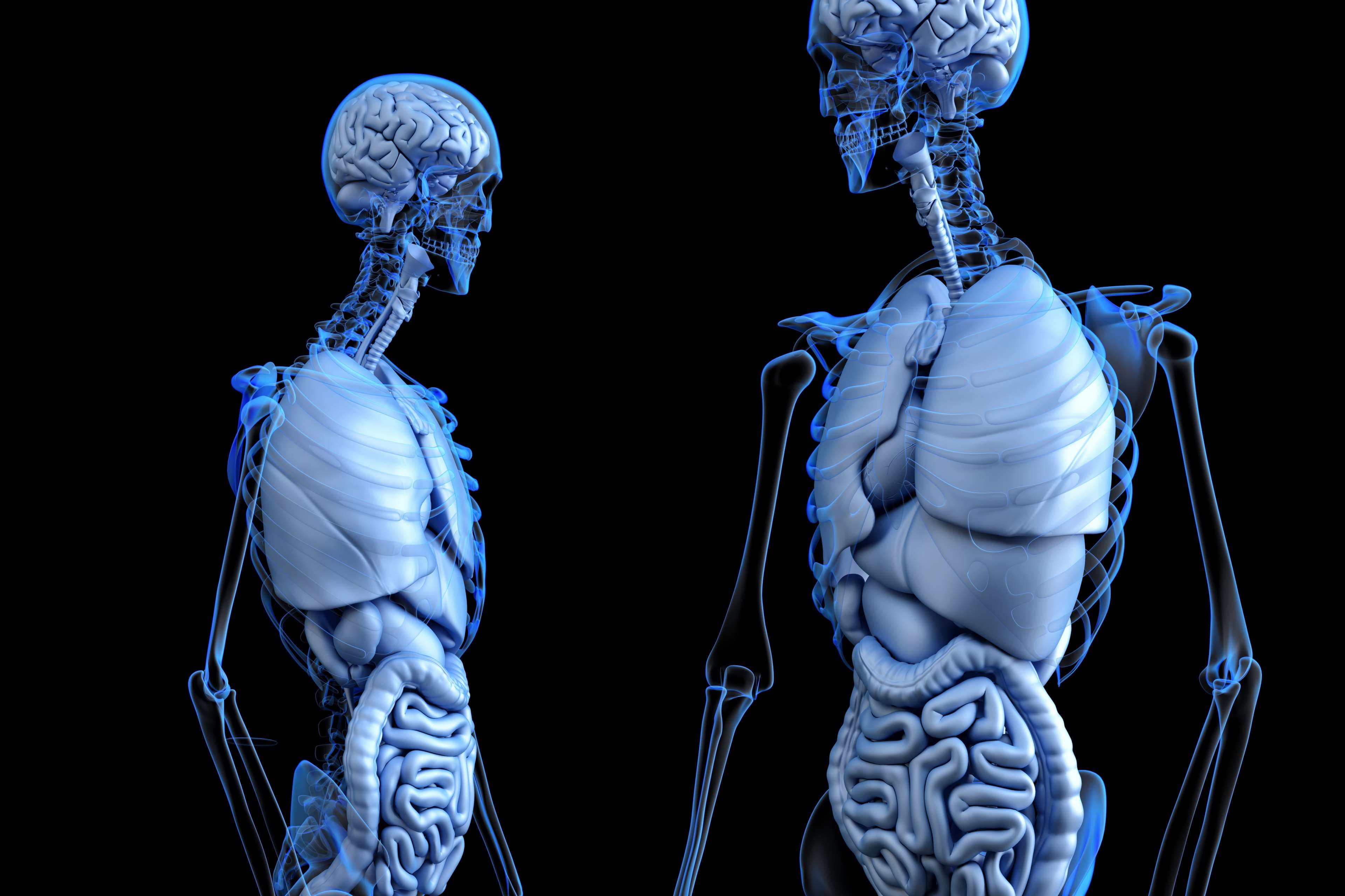 enteric, skeleton, indoors, cardiac, digested, colon, black background, gastro, mri scan, 3d illustration, 3d rendering, 3d, white color, bone, blue, full, HD Wallpaper