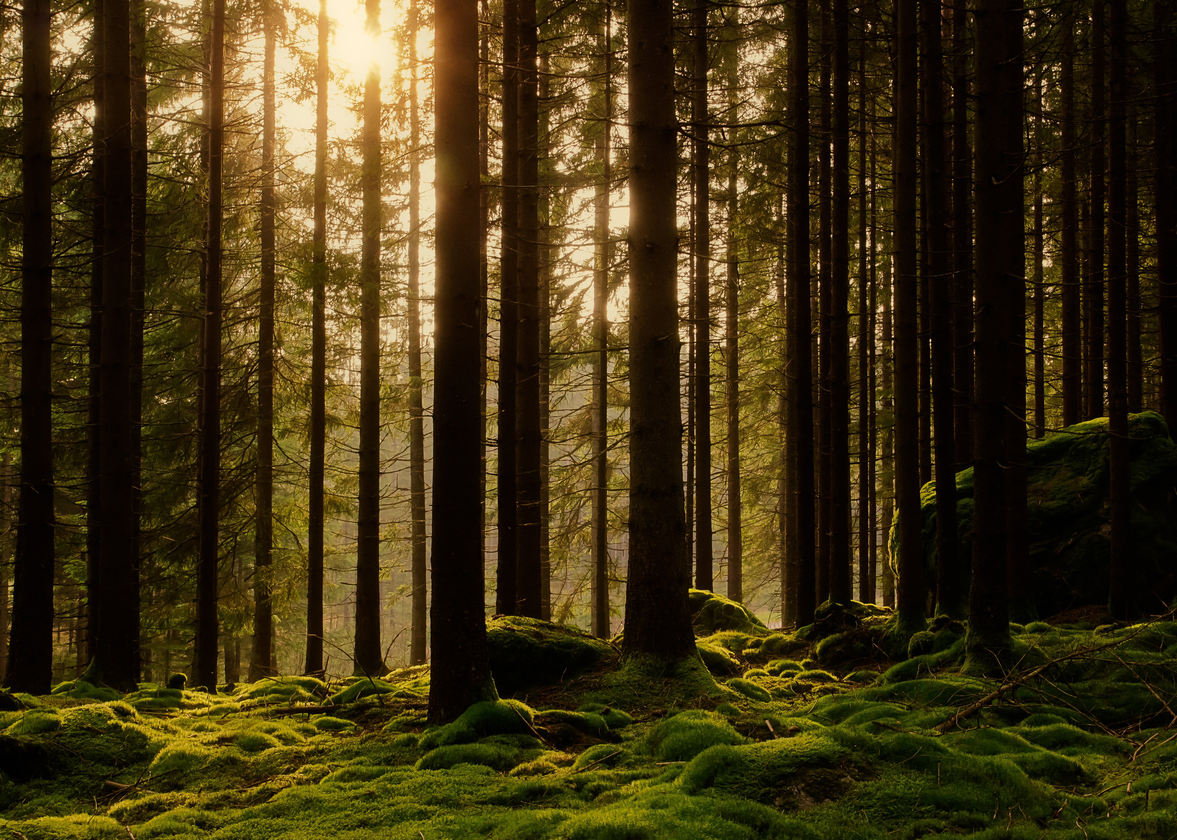 pine, Season, silhouette, moment, mystery, sverige, woodland, hour, pine trees, scenics, golden hour, lighted, outdoors, tree, Nature, landscape, sunlight, HD Wallpaper