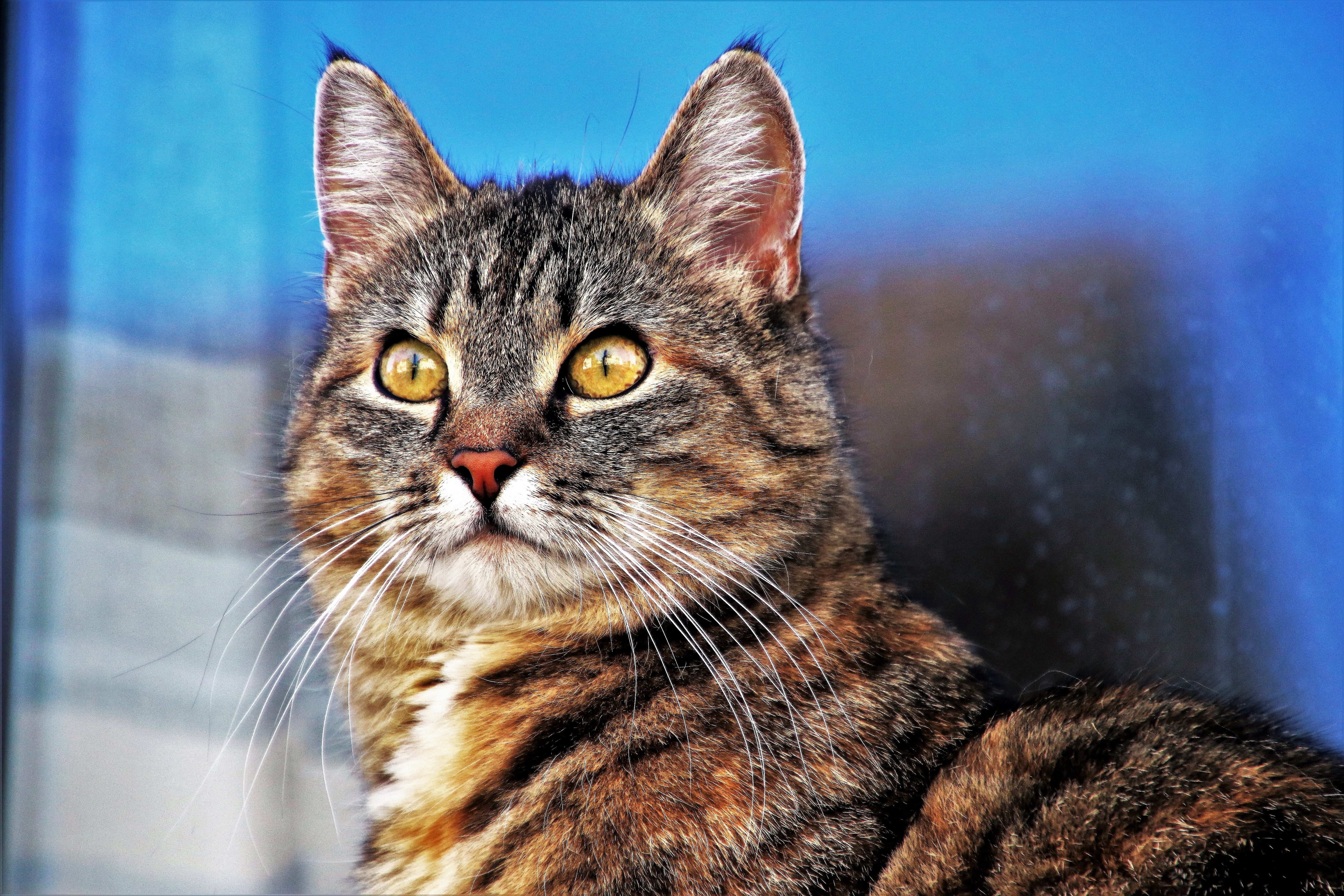 window sill, no people, cat looking, homemade, domestic animals, golden eyes, feline, pet, eyes, wild animals, gray, animals, vertebrate, the background, HD Wallpaper