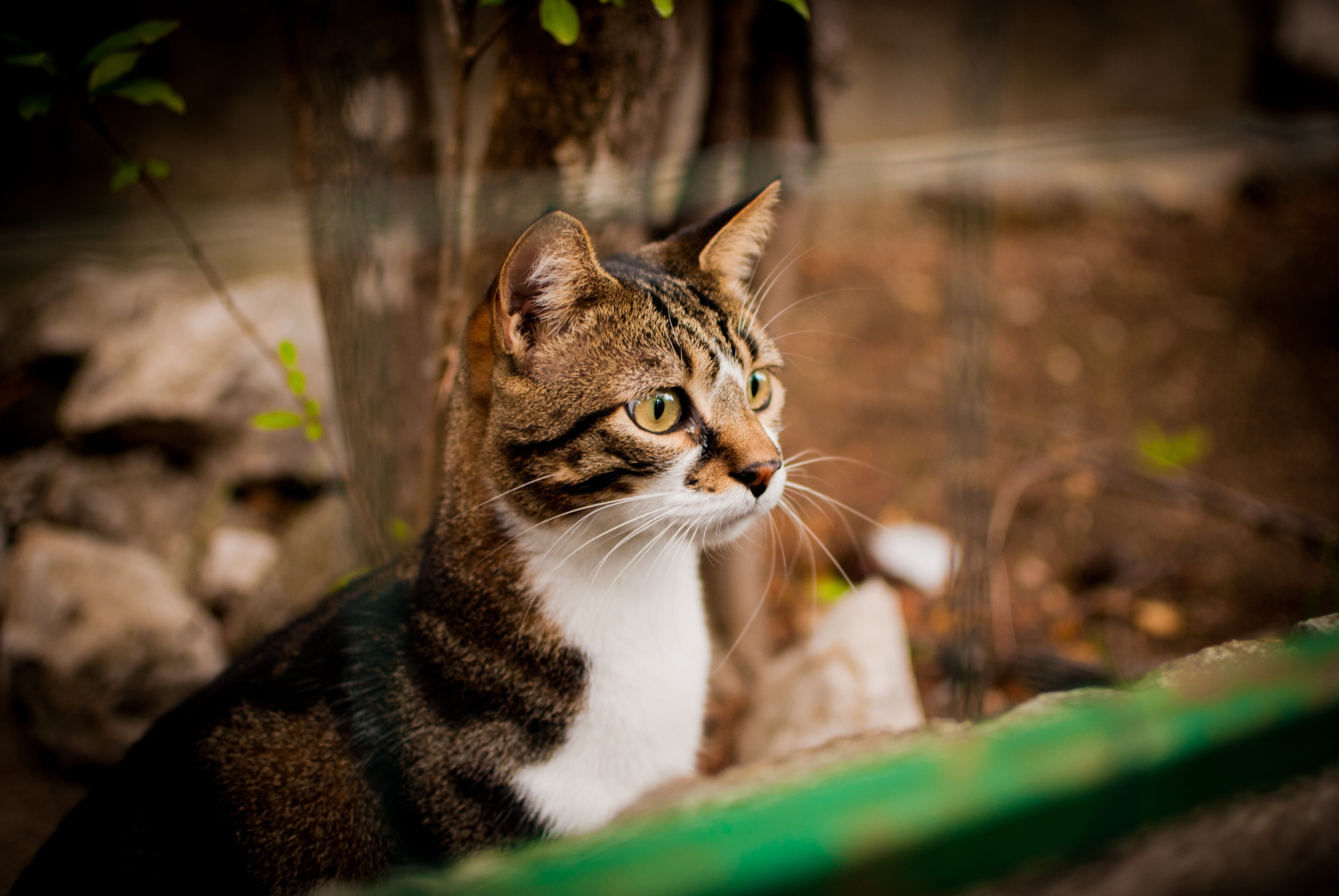 near, look, contemplation, tomcat, furred, 4K, sitting cat, young animal, kitty, dachowiec, calm cat, a young kitten, feline, looking away, selective focus, HD Wallpaper