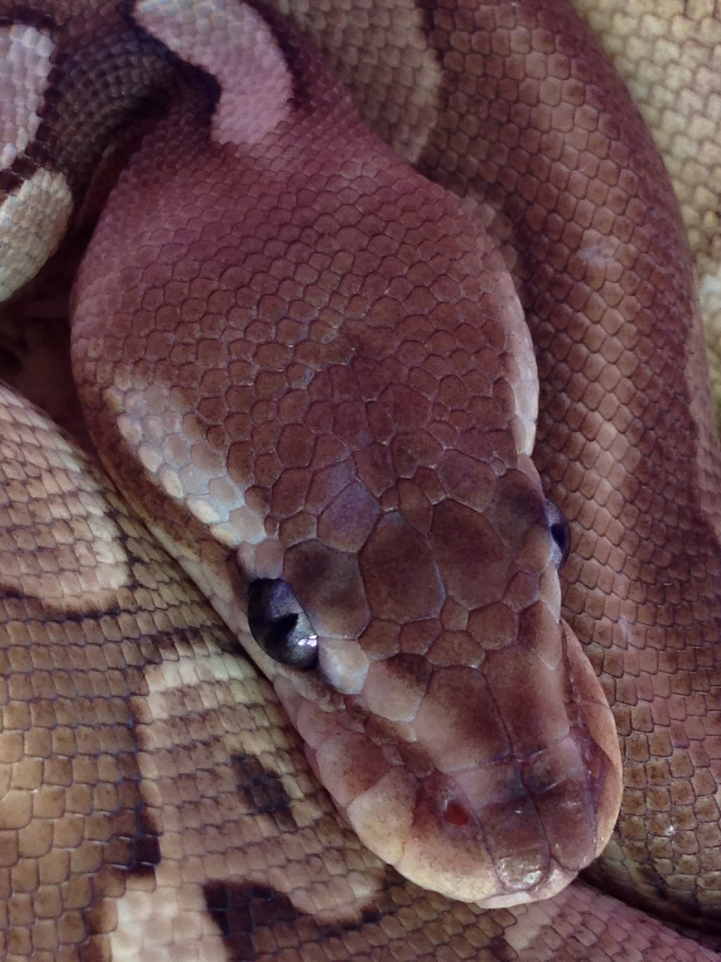 slither, Snake, animals in the wild, Python, natural pattern, species, wild, python, Normal, environment, animal Scale, vertebrate, Ball Python, Lithium, Phone HD Wallpaper