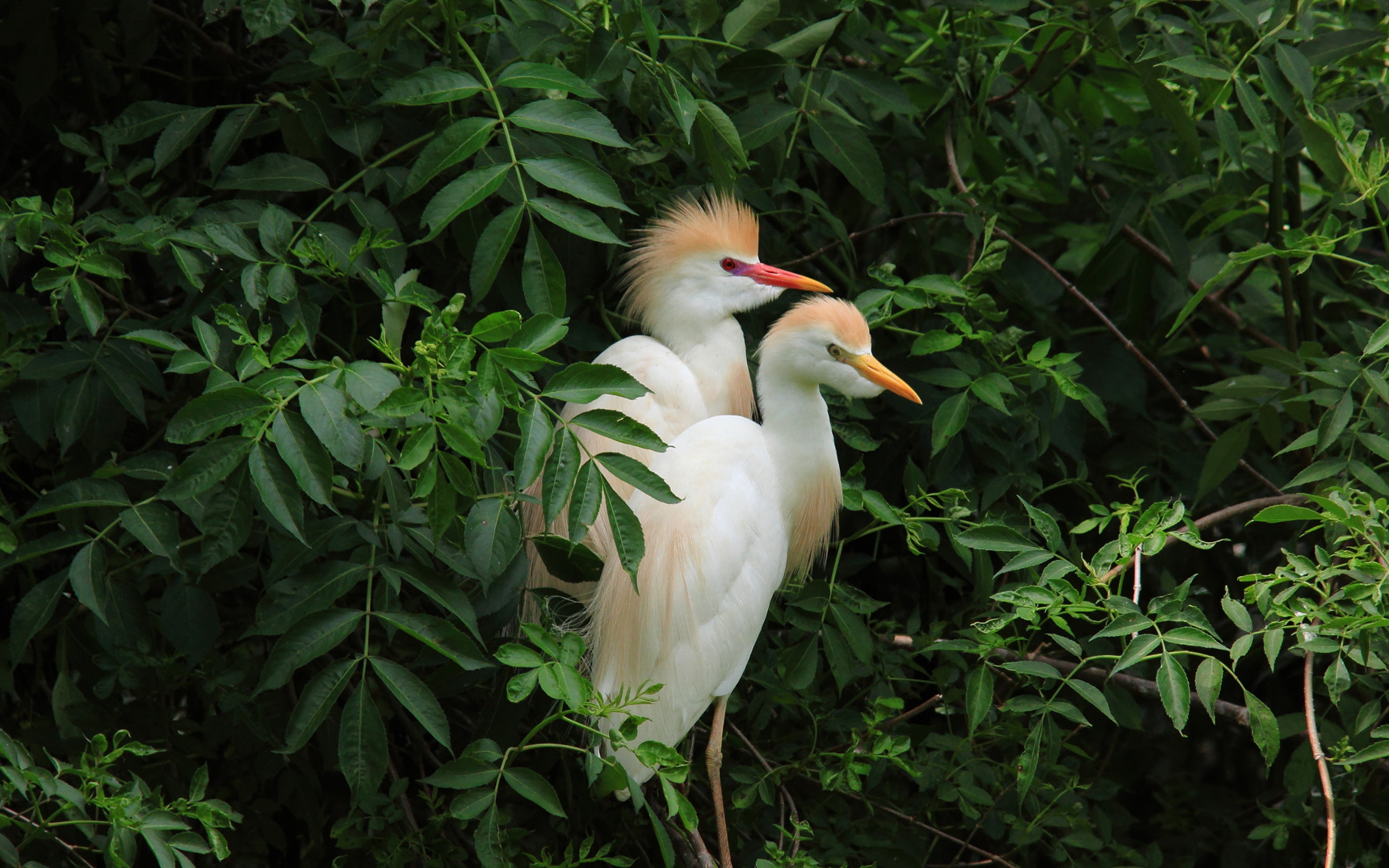 bird, desktop, cattle, feathers, scientific, name, ultra, pair, egrets, k, 4K, ibispretty, laptop, beautiful, bubulcus, hd, HD Wallpaper