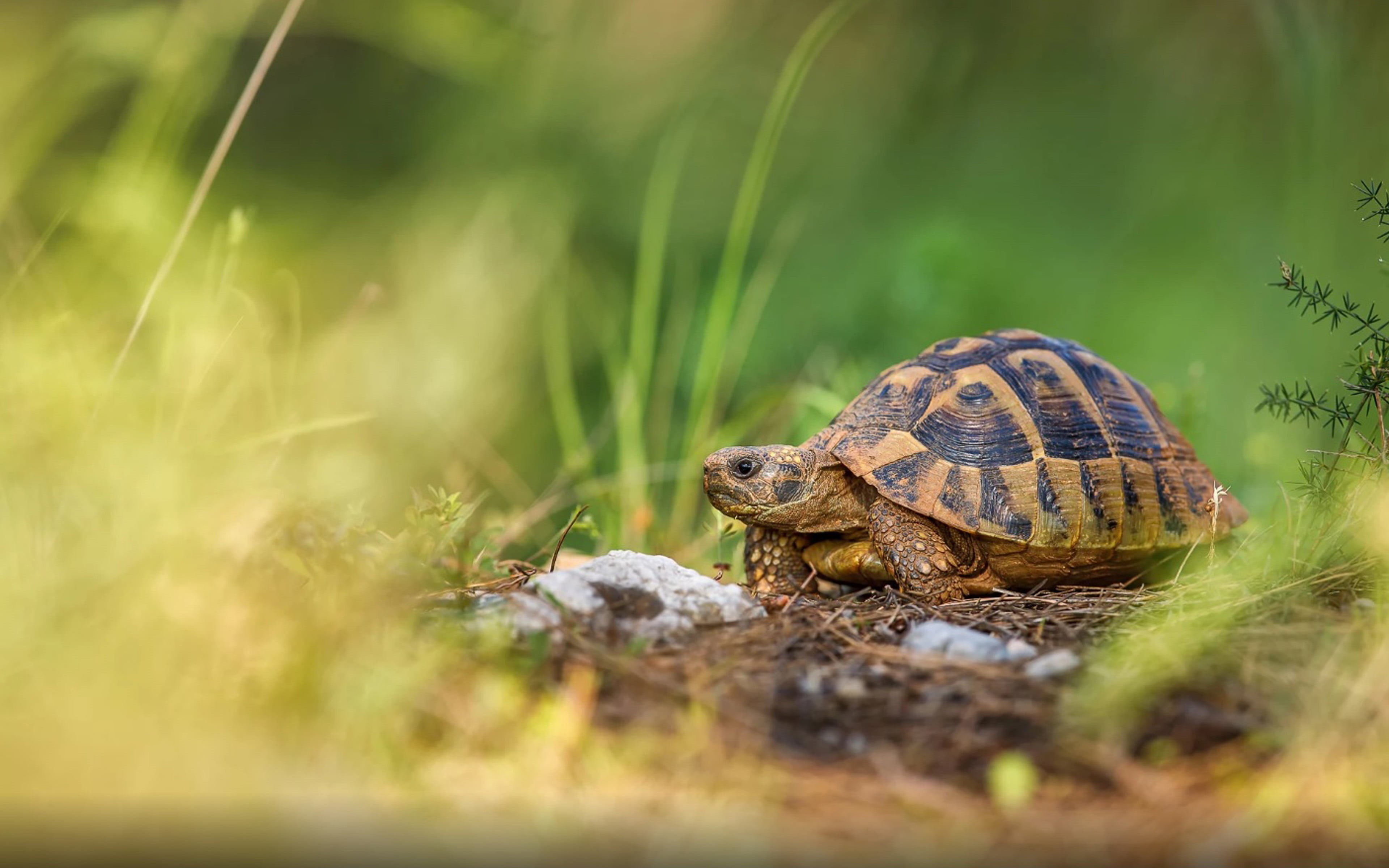 shell, one, animal themes, nature, one animal, tablet, hermanni, grass, name, no people, selective focus, animal wildlife, field, vertebrate, hd, 4K, reptile, HD Wallpaper
