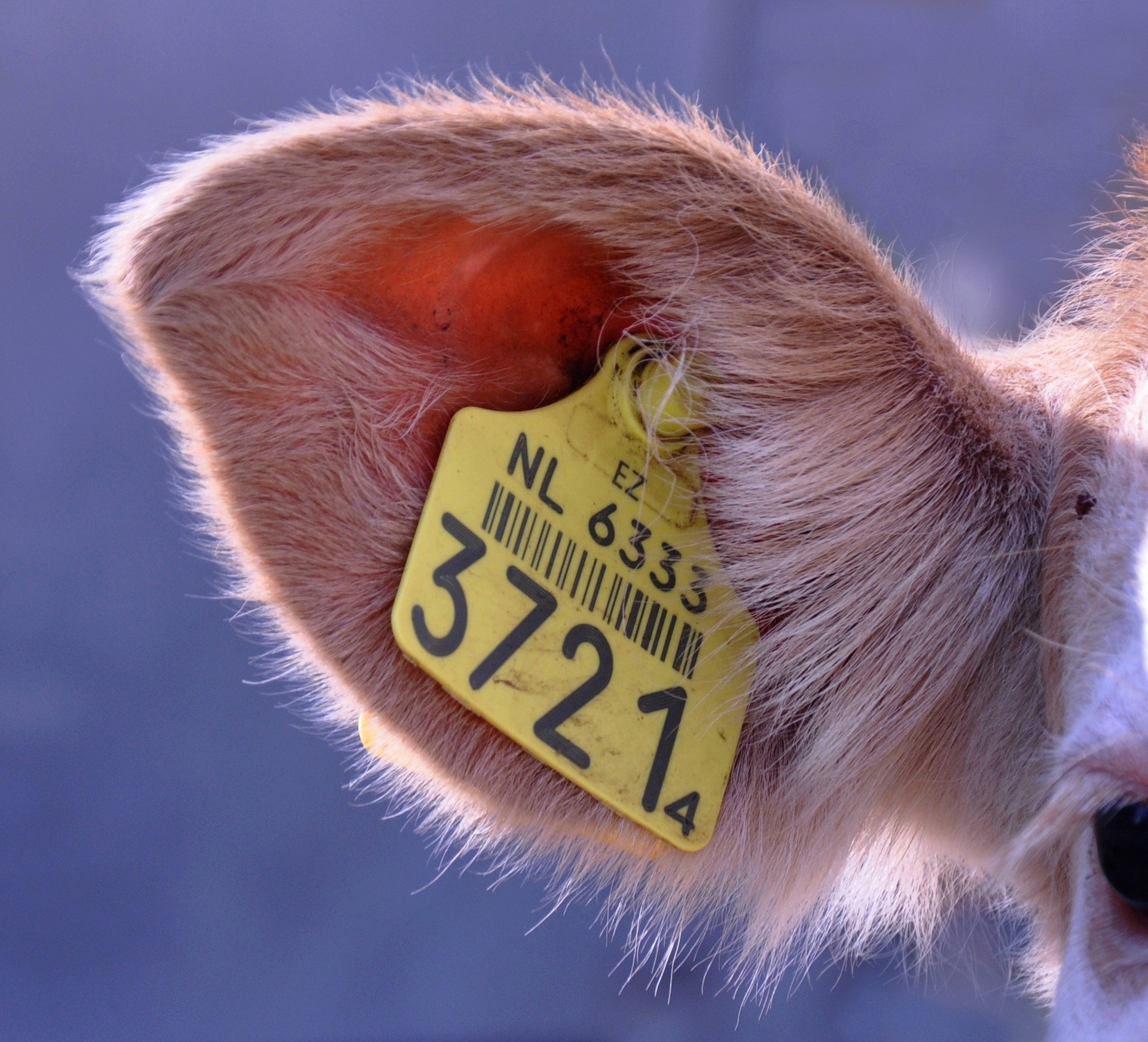 vertebrate, outdoors, label, domestic animals, animal wildlife, identification, non-western script, wildlife, ear, animal, ear tag, animal body part, text, HD Wallpaper