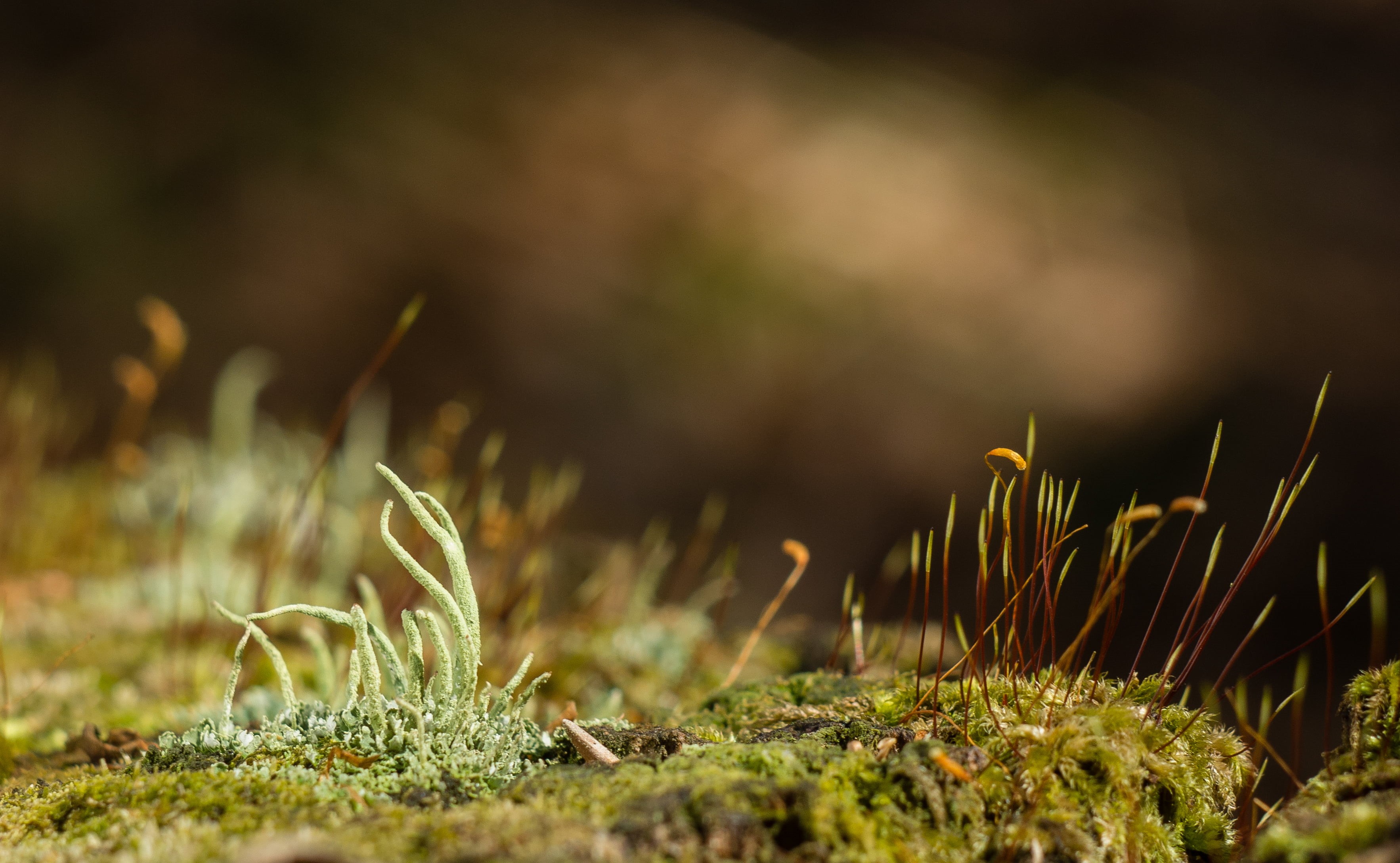 Helios, plant, bokeh, lens, nature, russian, grass, plants, soviet, sensor, bryophyte, Moss, vintage, mech, com, green Color, macro shot, macro, green, HD Wallpaper