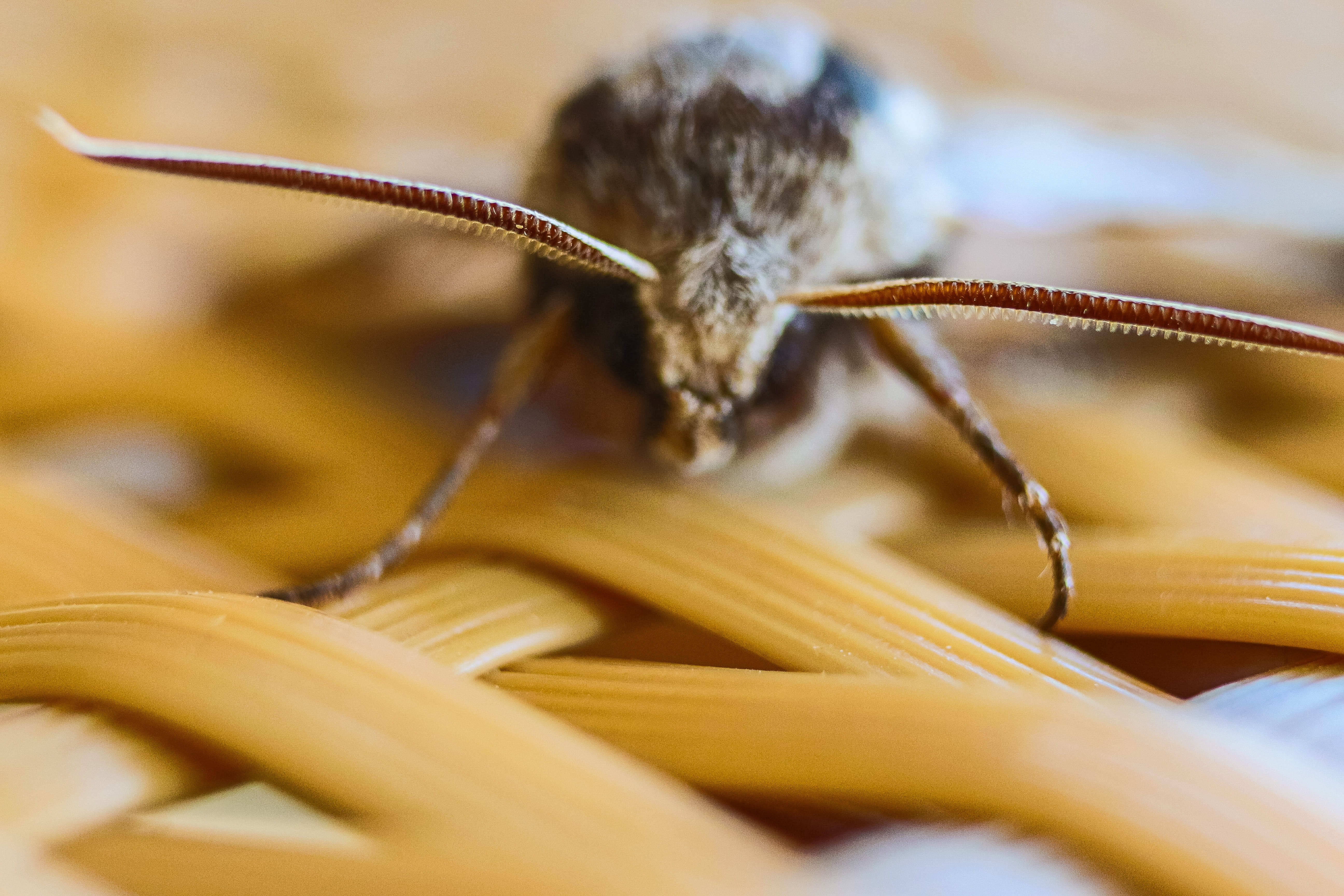 brown, macro, extreme close-up, one animal, no people, animal themes, animal wildlife, nature, makro, yellow, grey, animal, animal body part, burgenland, HD Wallpaper