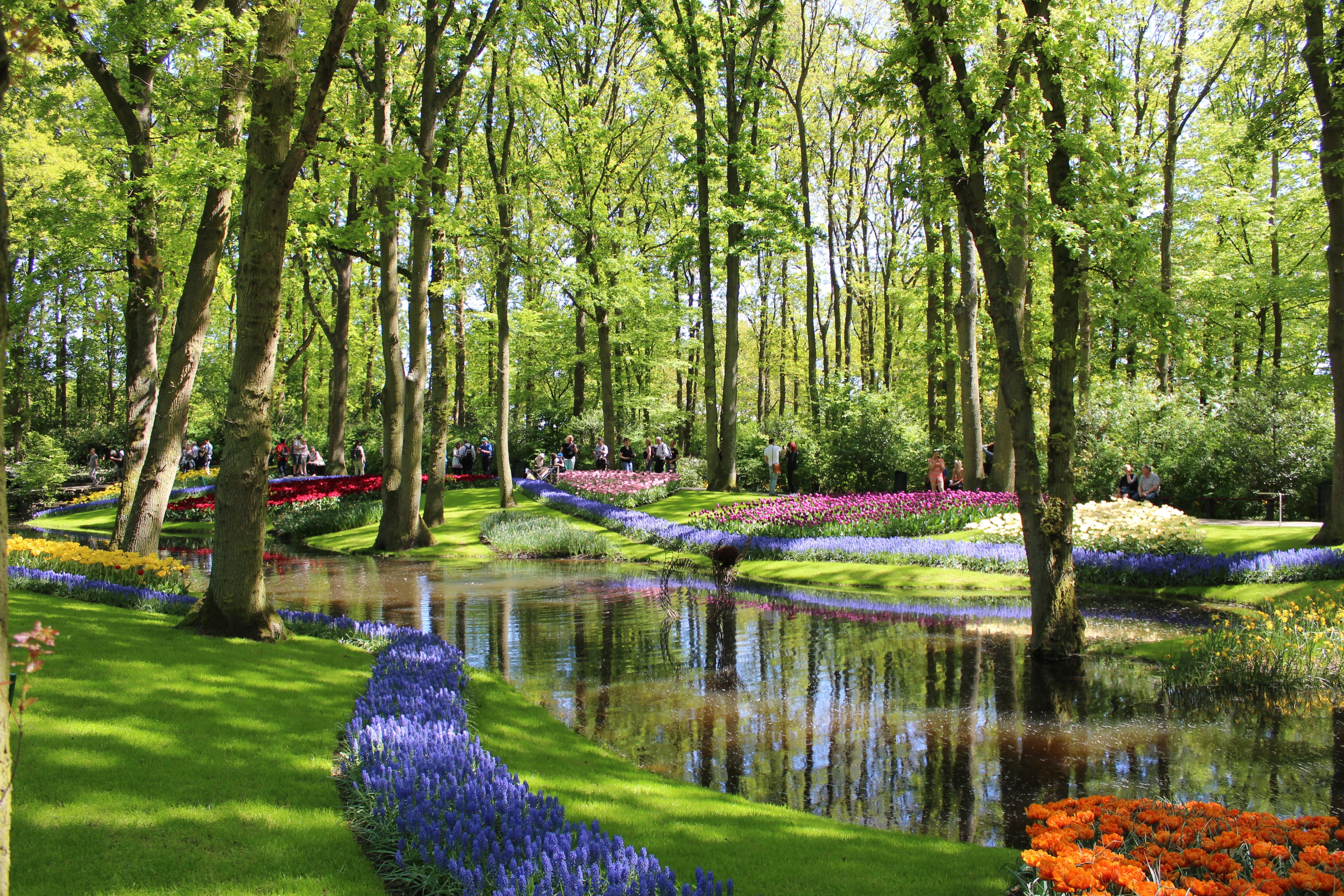 tranquil scene, tree trunk, flower, plant, lake, trunk, nature, outdoors, spring, no people, 5K, keukenhof, dutch, netherlands, water, willow tree, growth, HD Wallpaper