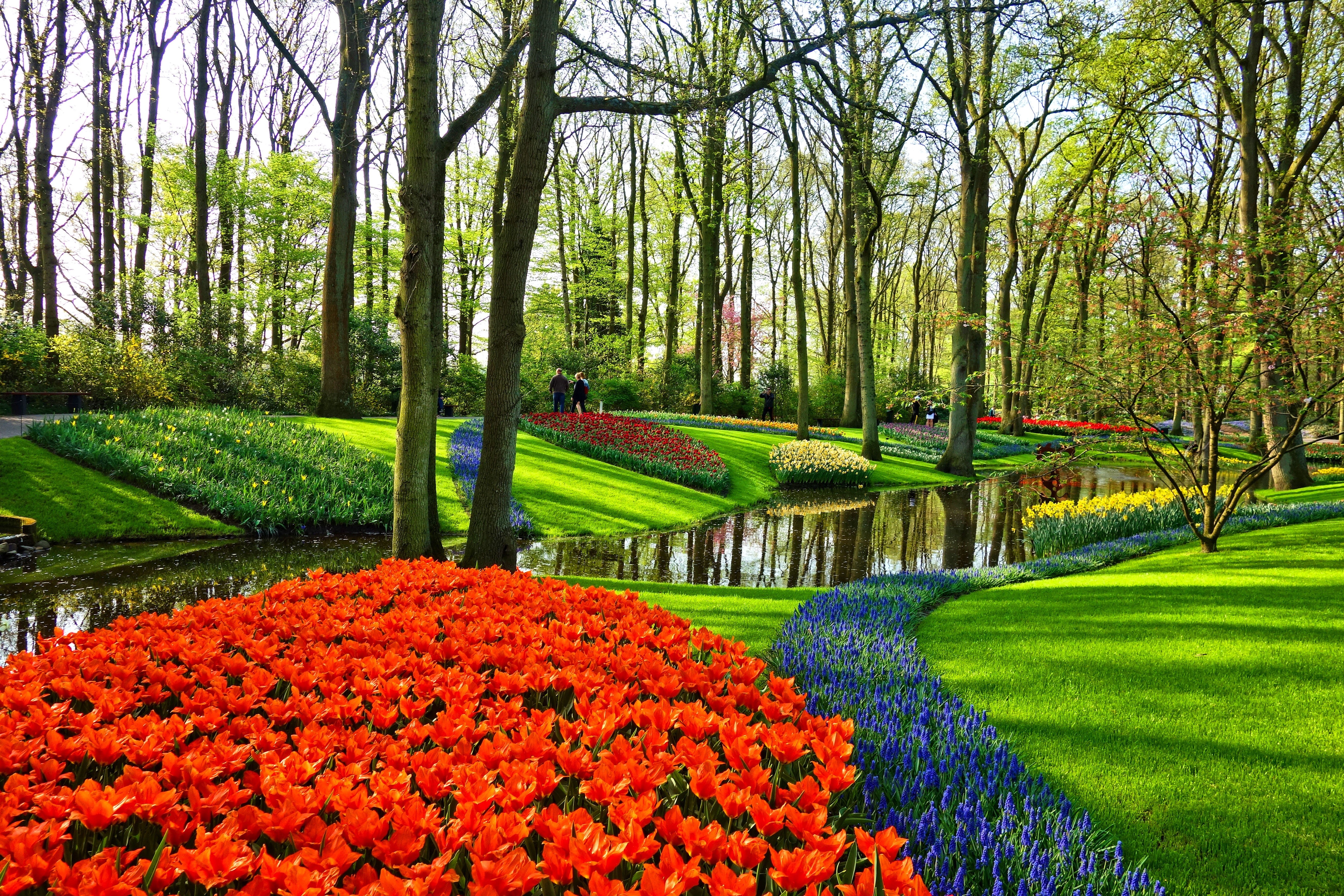 outdoors, brook, freshness, beauty in nature, daytime, flower garden, 5K, green color, flowerbed, scenics - nature, garden, green, dutch, grass, park, HD Wallpaper