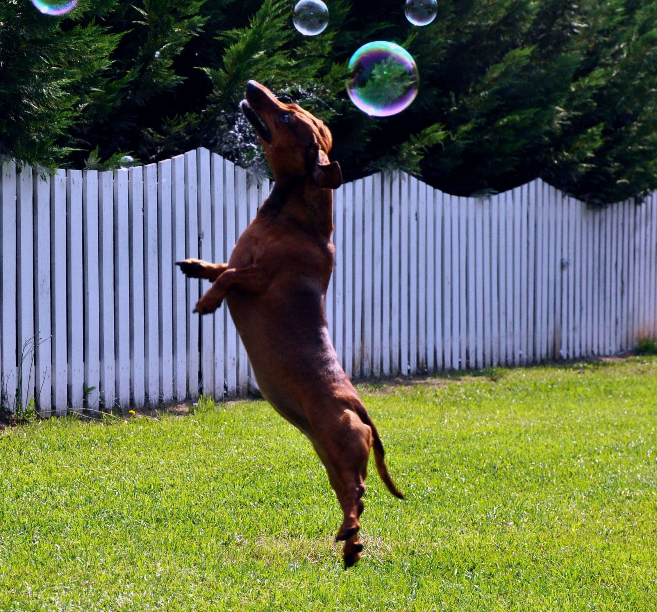 grass, lively, adult, energy, jumping, energetic, leap, nature, 1080P, bubbles, dachshund, doggy, field, outdoors, joy, pets, green color, breed, near, HD Wallpaper