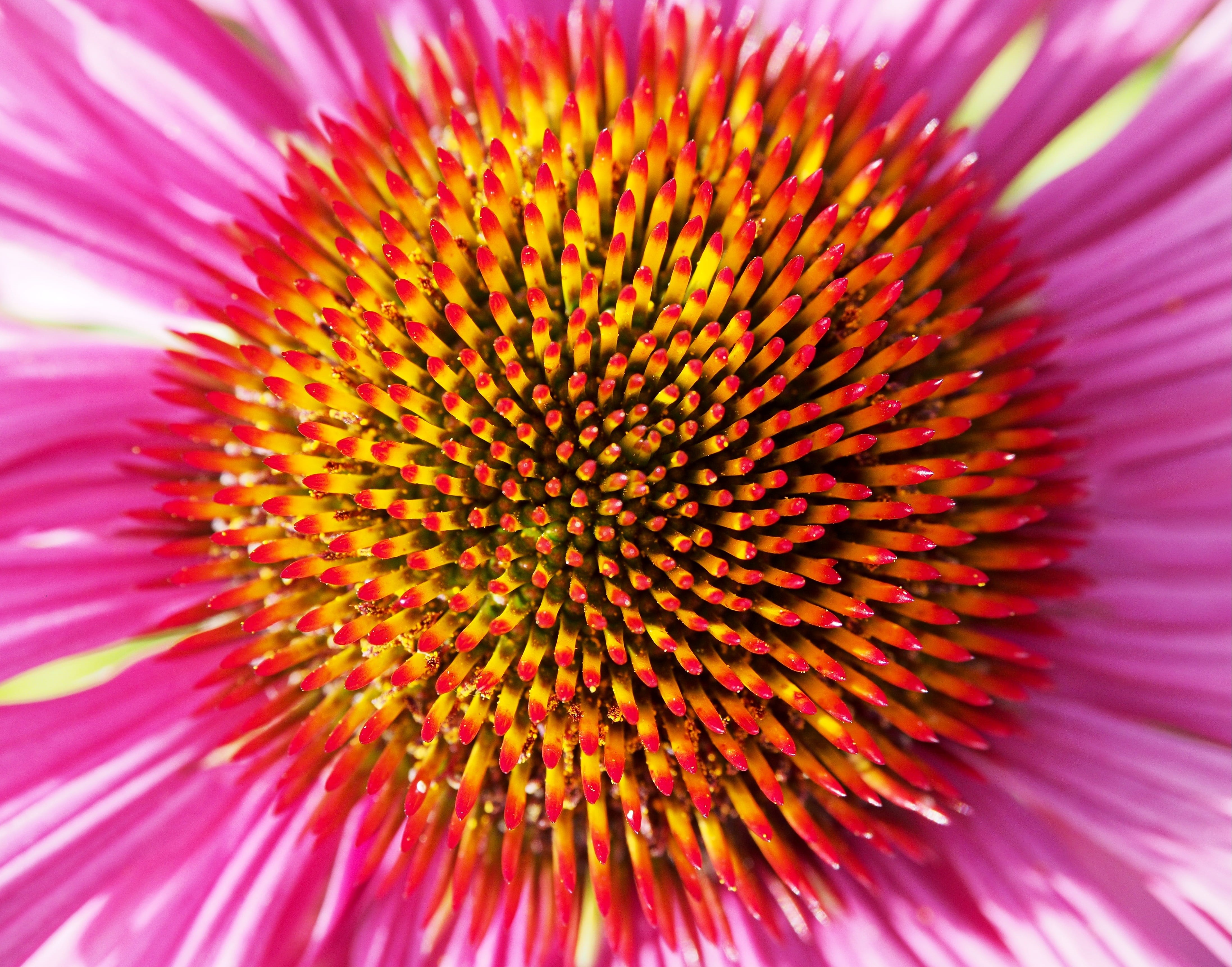 energy, inflorescence, flower, energetic, full frame, flower head, pollen, vulnerability, colour, fragility, red, explosion, growth, macro, extreme close-up, HD Wallpaper