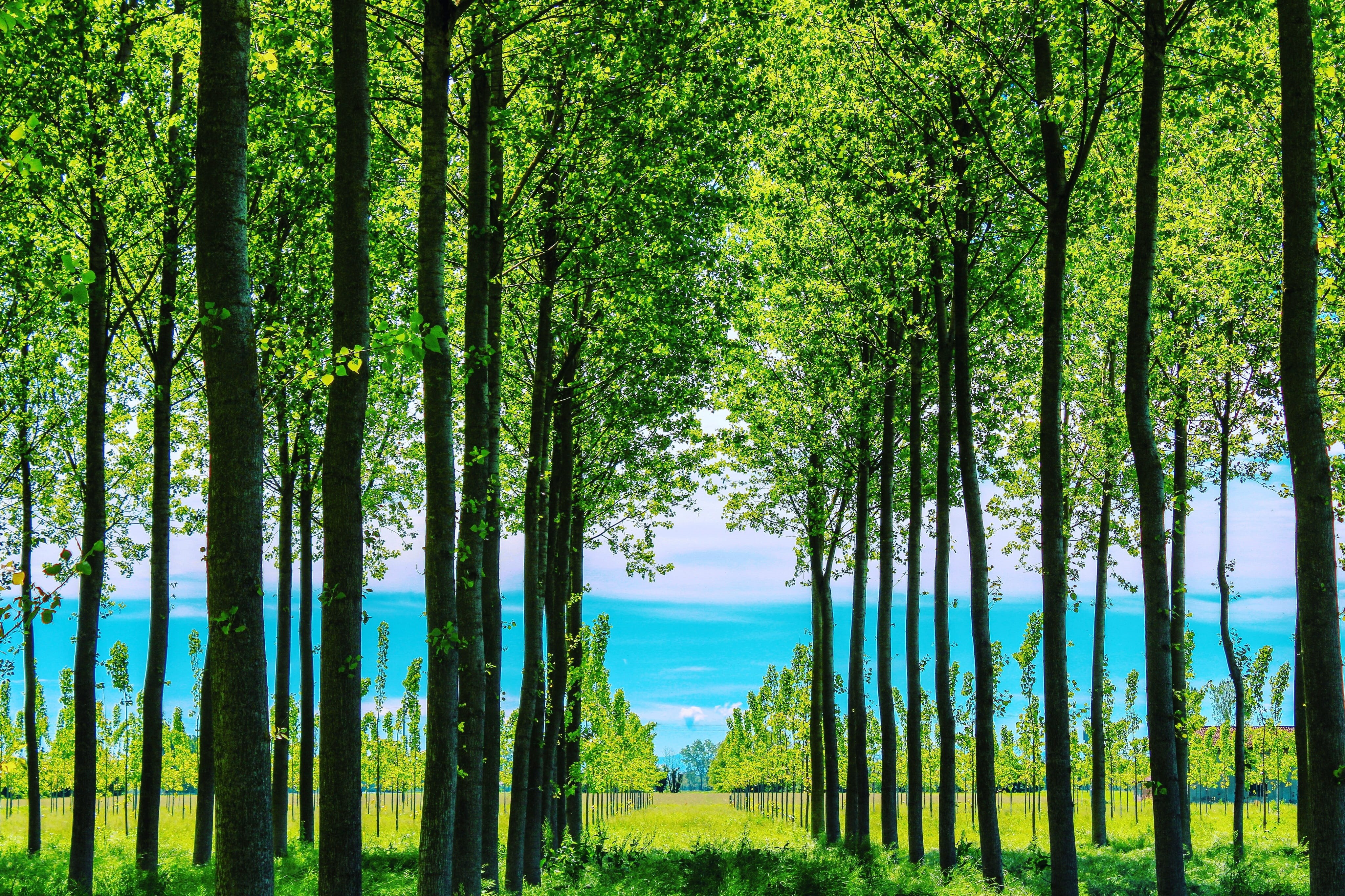 tranquil scene, tranquility, motivation, grass, trunk, green color, outdoors, non-urban scene, forest, tree trunk, color, idyllic, inspiration, plant, positive, HD Wallpaper