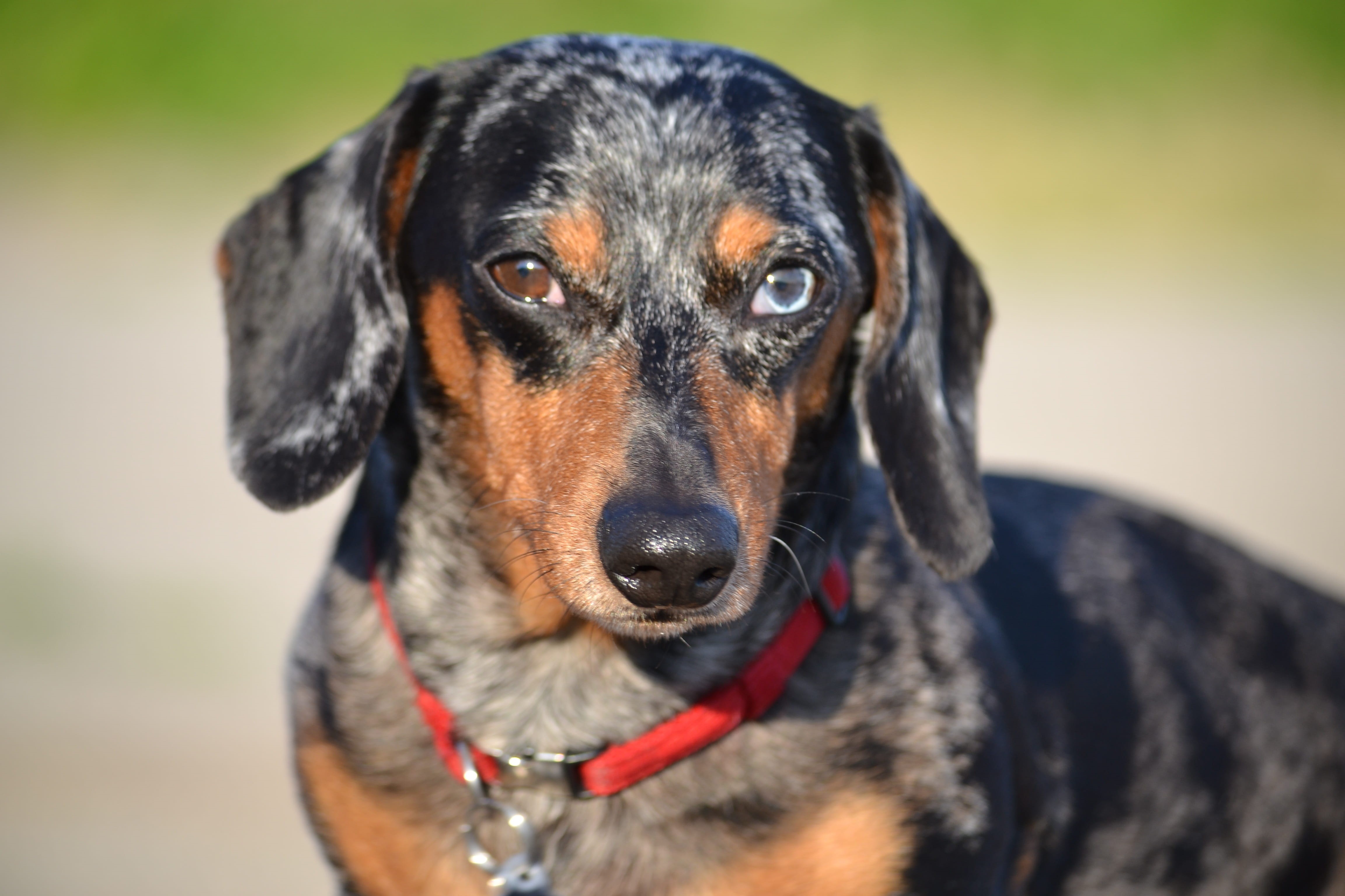 animal, looking, focus on foreground, mammal, healthy, breed, black, fur, mixed-breed dog, dog health, affectionate, 4K, pet collar, looking at camera, HD Wallpaper