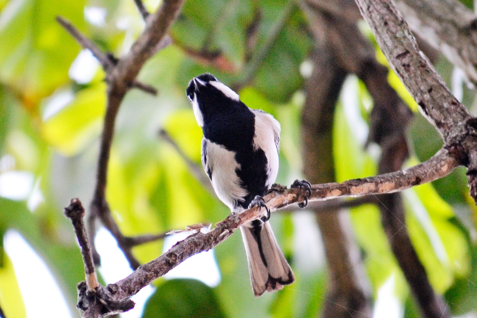 great tit, mawanella, wildlife, day, 1080P, energetic bird, branch, vertebrate, ceylon, fly, bird, birds, tree, outdoors, active bird, animal, one animal, HD Wallpaper