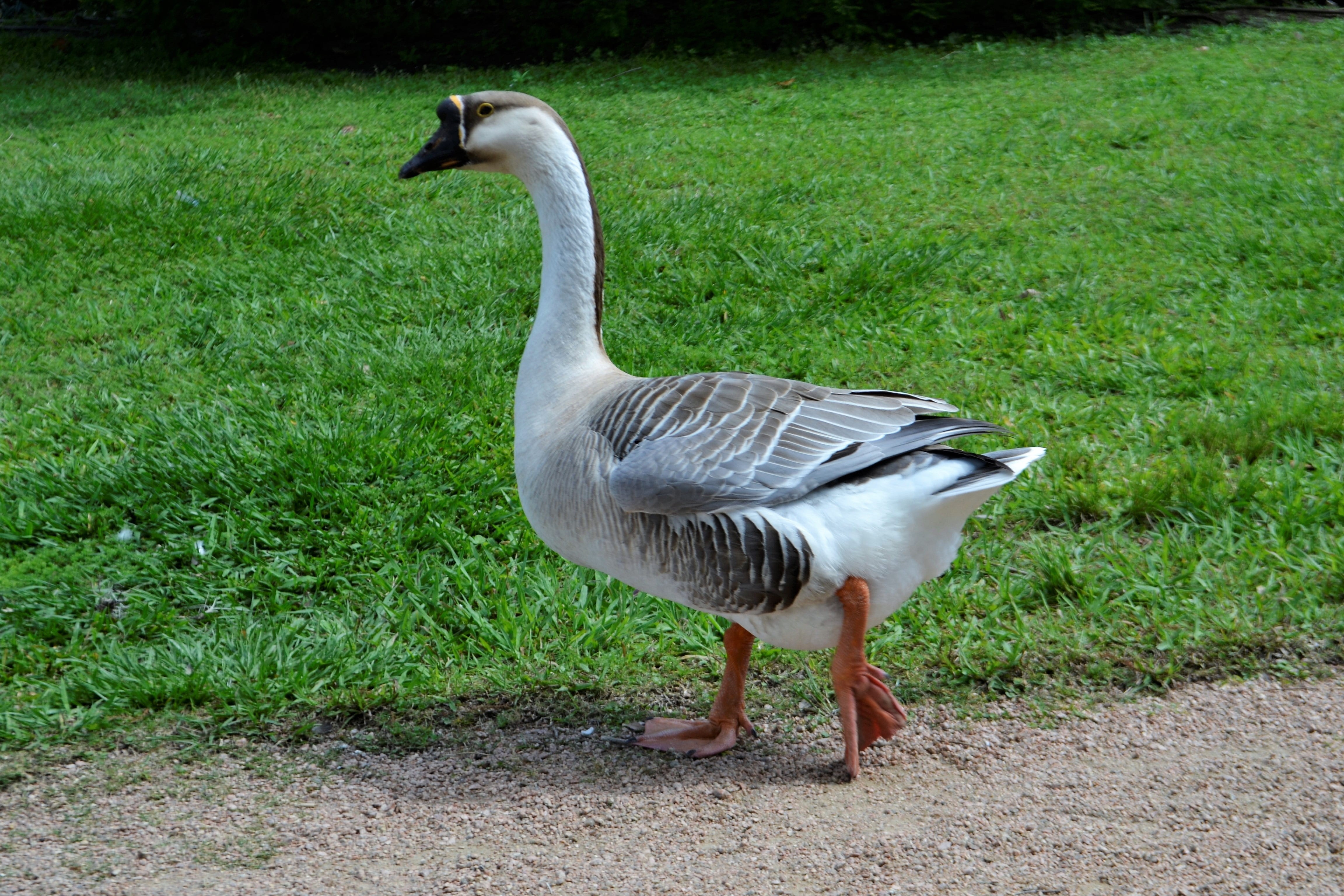walking, no people, plant, black, beige, near, friendly, full length, feeding, goose, pets, active, live, animals in the wild, fluffy, day, nature, orange, HD Wallpaper