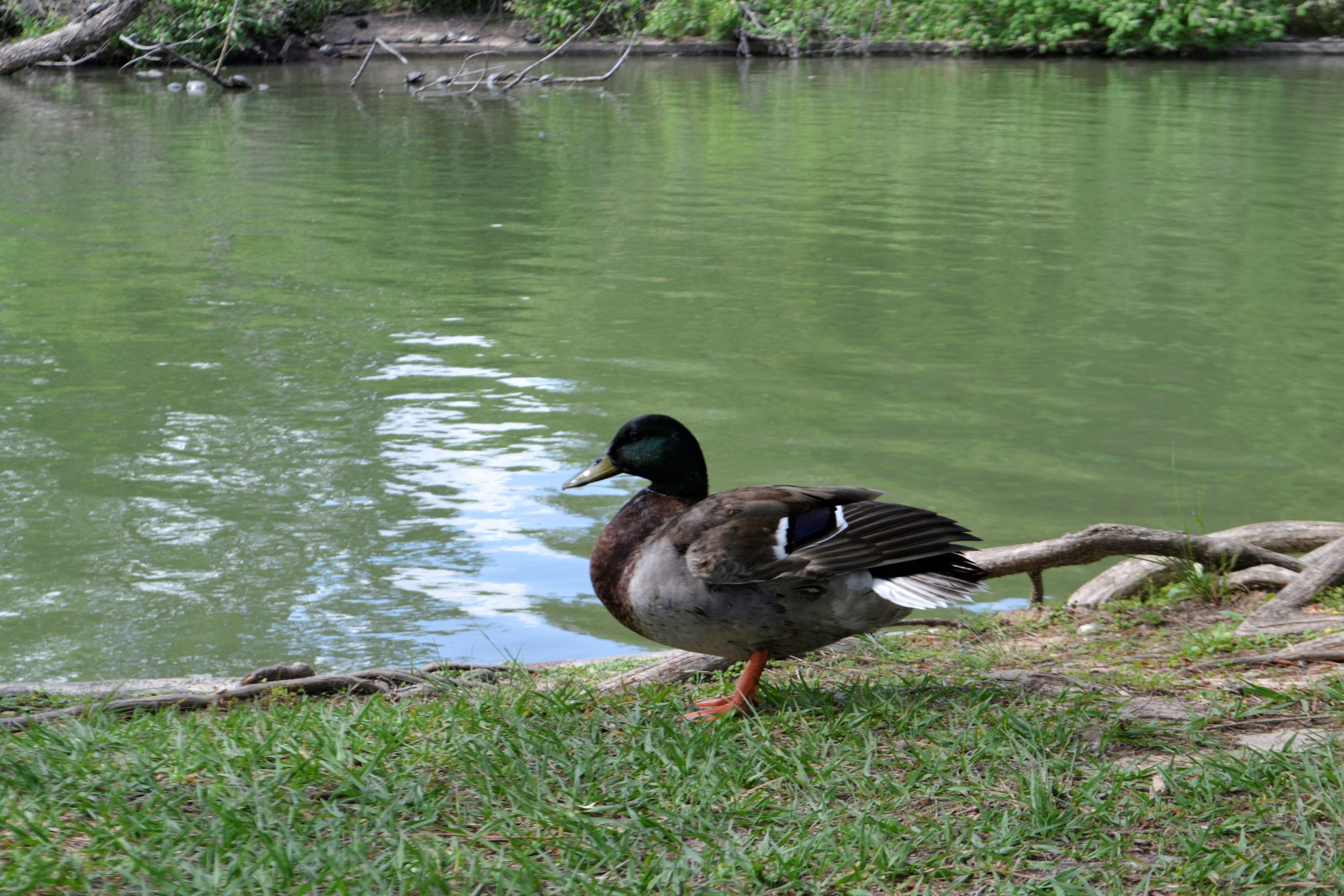 energetic, beautiful, feet, beak, tan, elegance, outdoors, kind, lawn, forest, feed, grass, groomed, alive, summer, mallard, animal, searching, bird, fluffy, HD Wallpaper