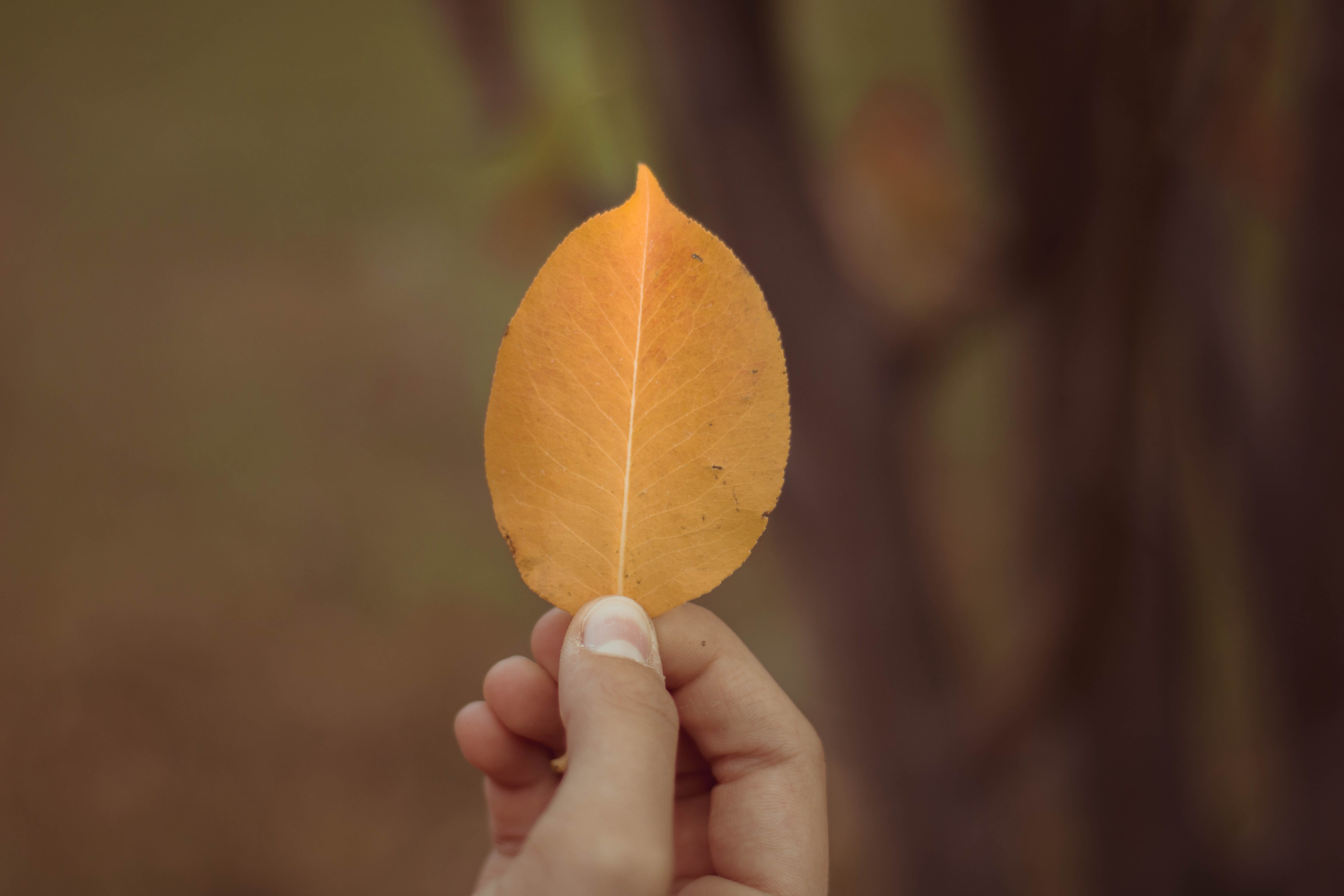 human finger, personal perspective, veins, blossom, 5K, focus on foreground, selective, gold, close-up, day, ground, finger, leisure activity, accessories, HD Wallpaper