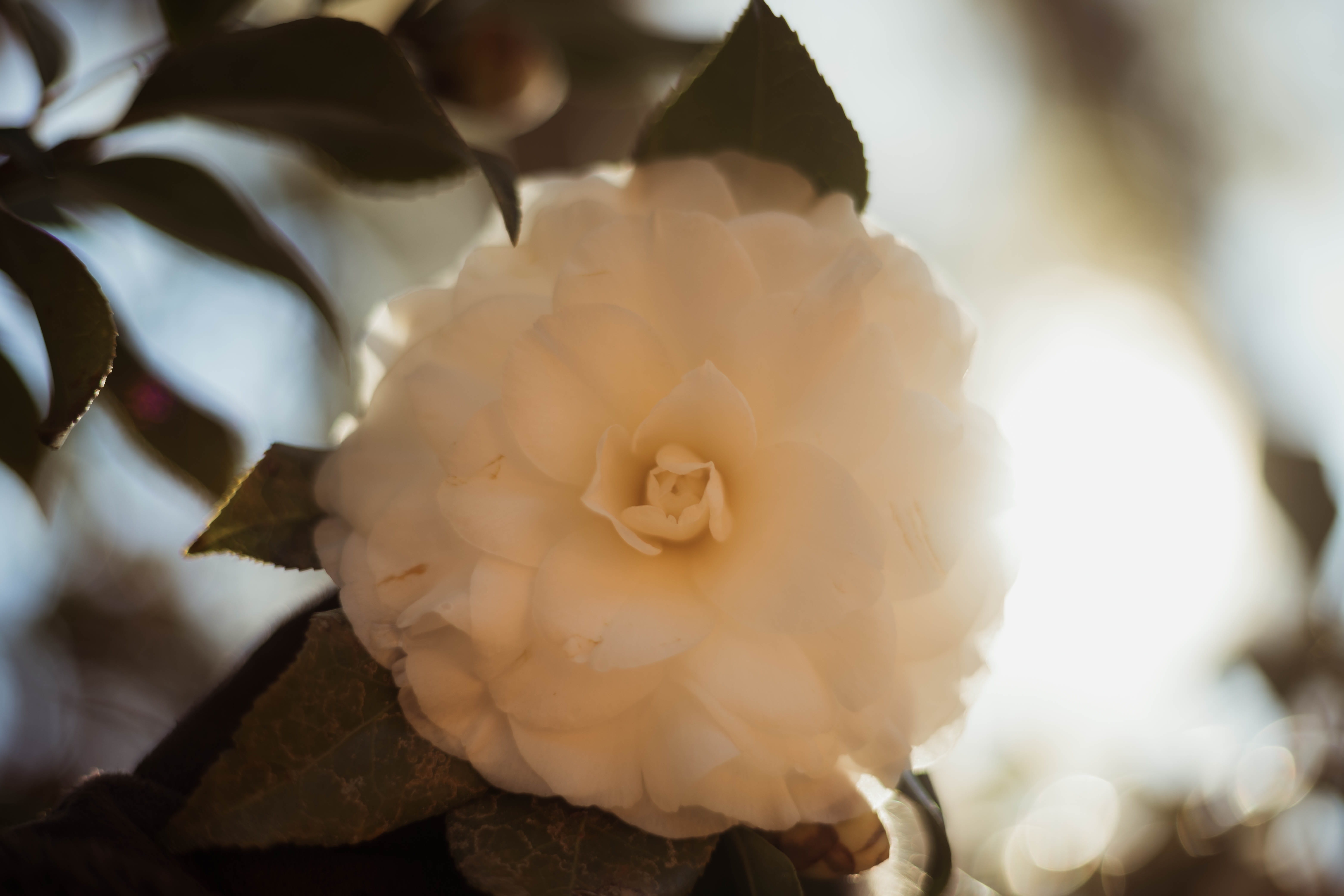 accessories, daffodil, flower, selective, plant, softness, outdoors, close-up, growth, rose, fragility, inflorescence, beauty in nature, jewelry, selective focus, HD Wallpaper