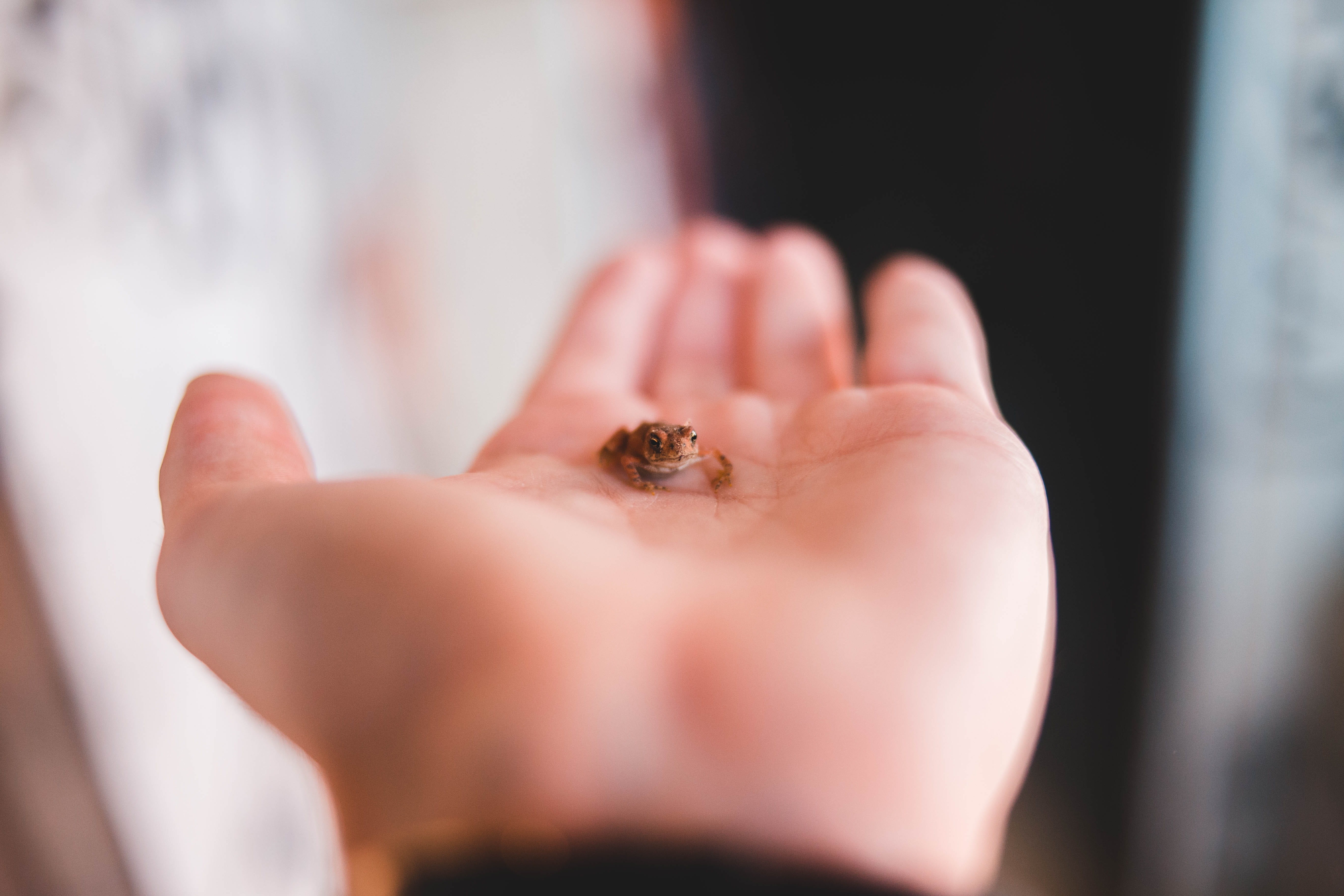 one animal, gemstone, accessory, day, animals in the wild, anole, body part, photography, selective focus, selective, blossom, ring, leisure activities, HD Wallpaper