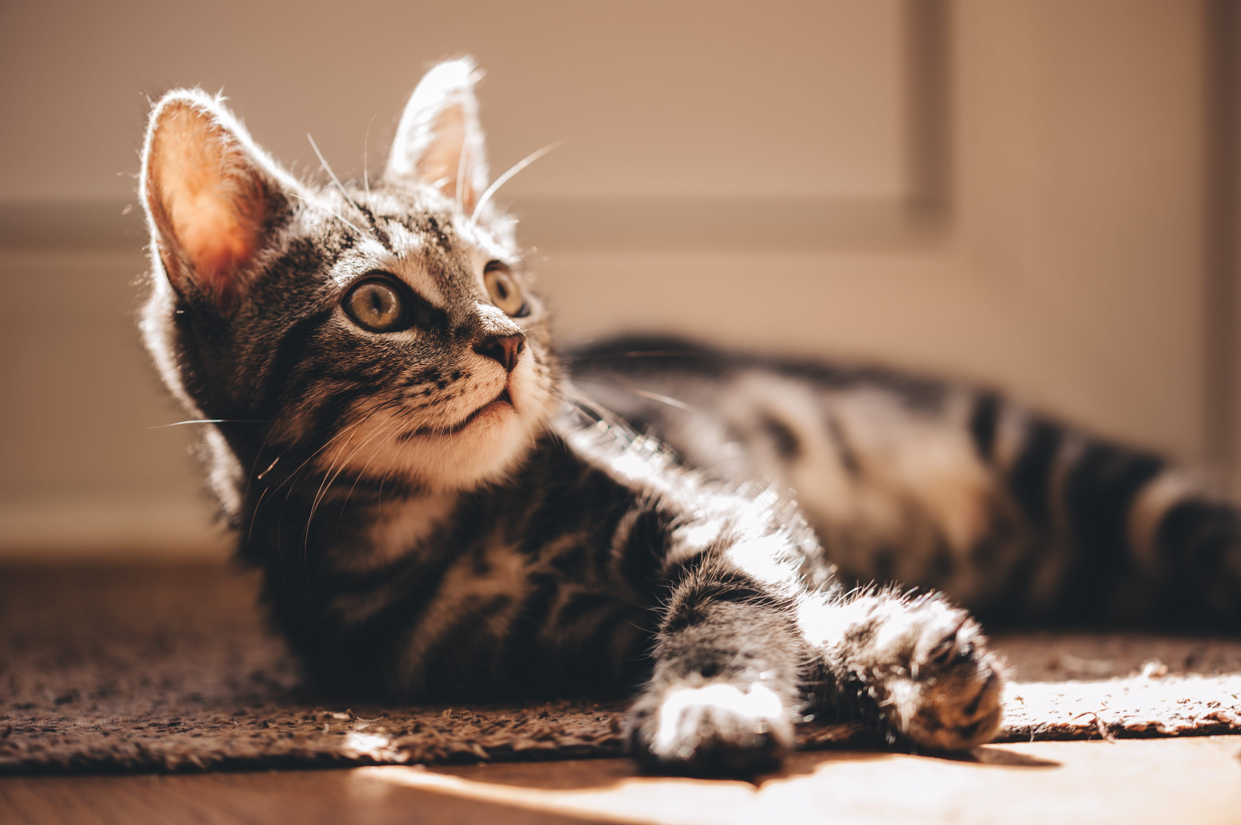 domestic animals, lying down, fire, animal, couch, animals, diamond, pet, pets, hardwood, 4K, furniture, manx, domestic cat, kitten, accessory, cat, focus, HD Wallpaper