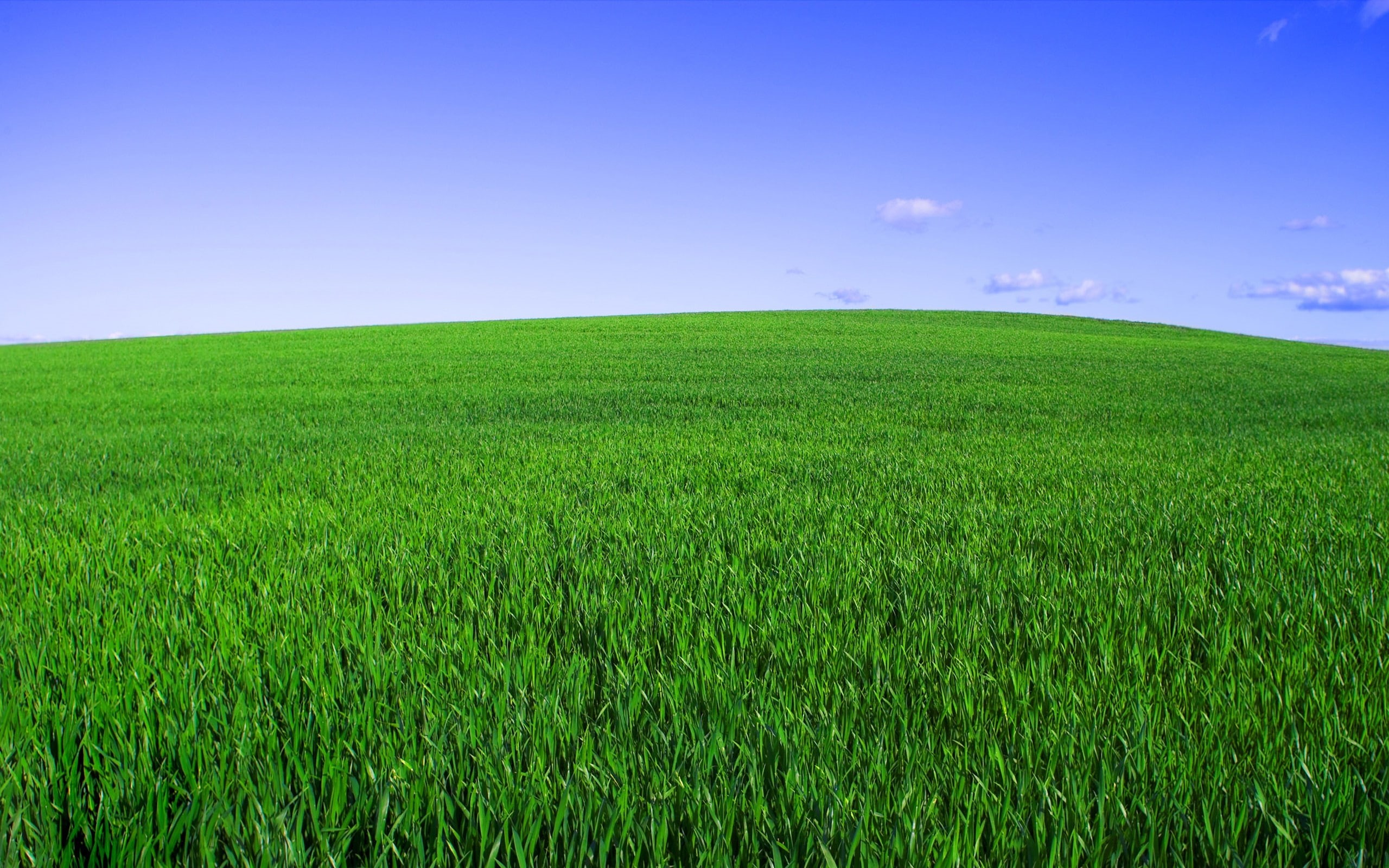 2K, sky, new, green, bliss, field, grass, HD Wallpaper