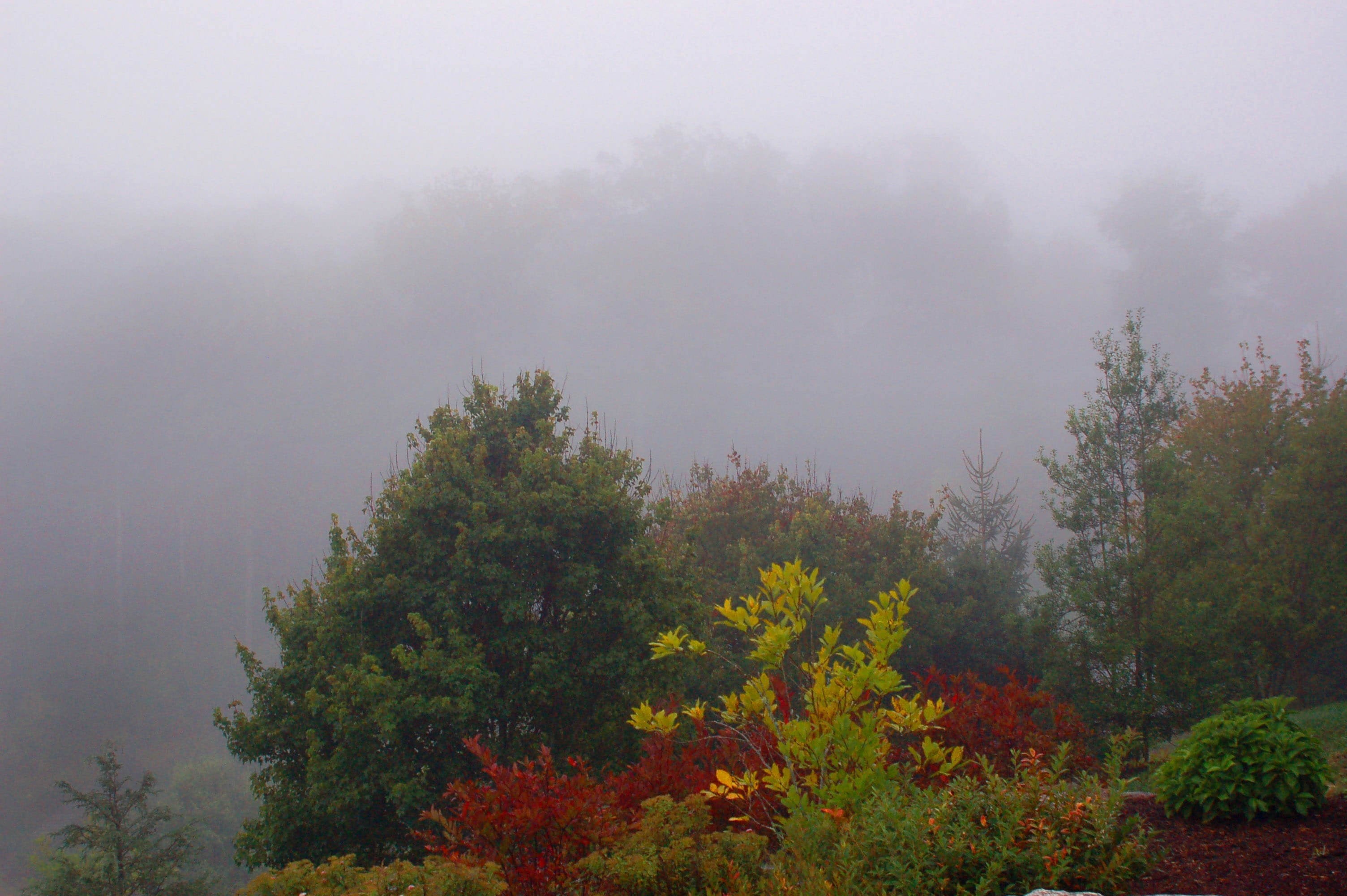 fog, tranquil scene, day, trees, scenics - nature, nature, forest, change, foliage, landscape, growth, 2K, no people, mist, misty forest, outdoors, environment, HD Wallpaper