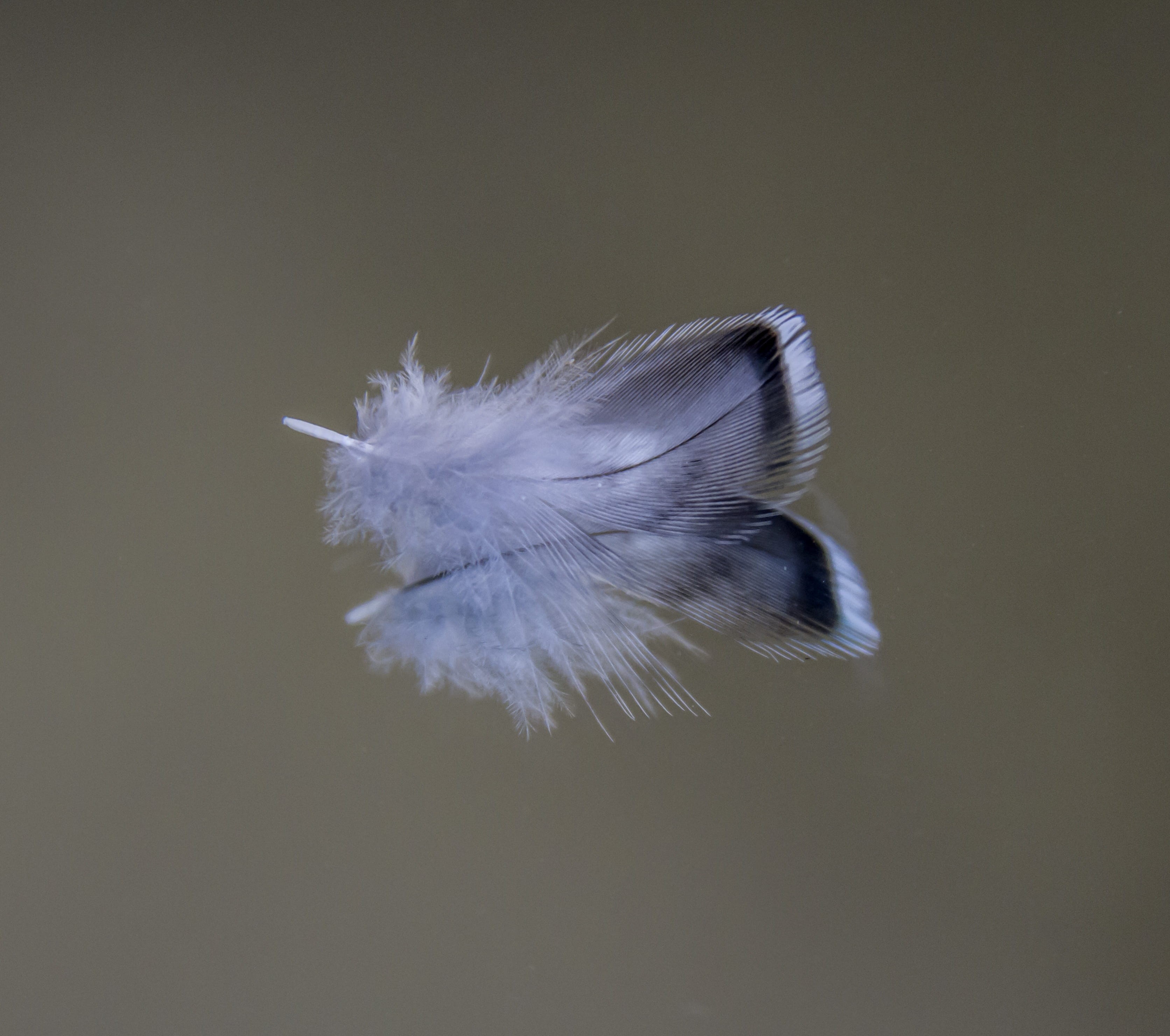 animal themes, animal, indoors, copy space, feather, white color, beauty in nature, plumage, nature, one animal, gray, bird, studio shot, blue, still life, HD Wallpaper
