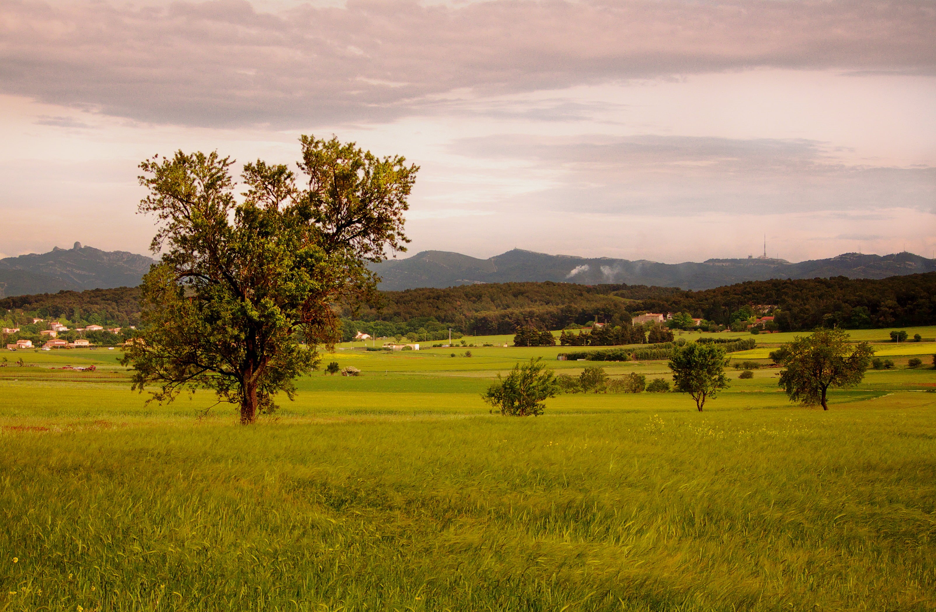 tree, 2K, meadow, montagne, mountain, I Wish, centaure, rice, Campagne, de, scenics, outdoors, picture, Cubism, rice fields, image  capture, landscape photography, HD Wallpaper