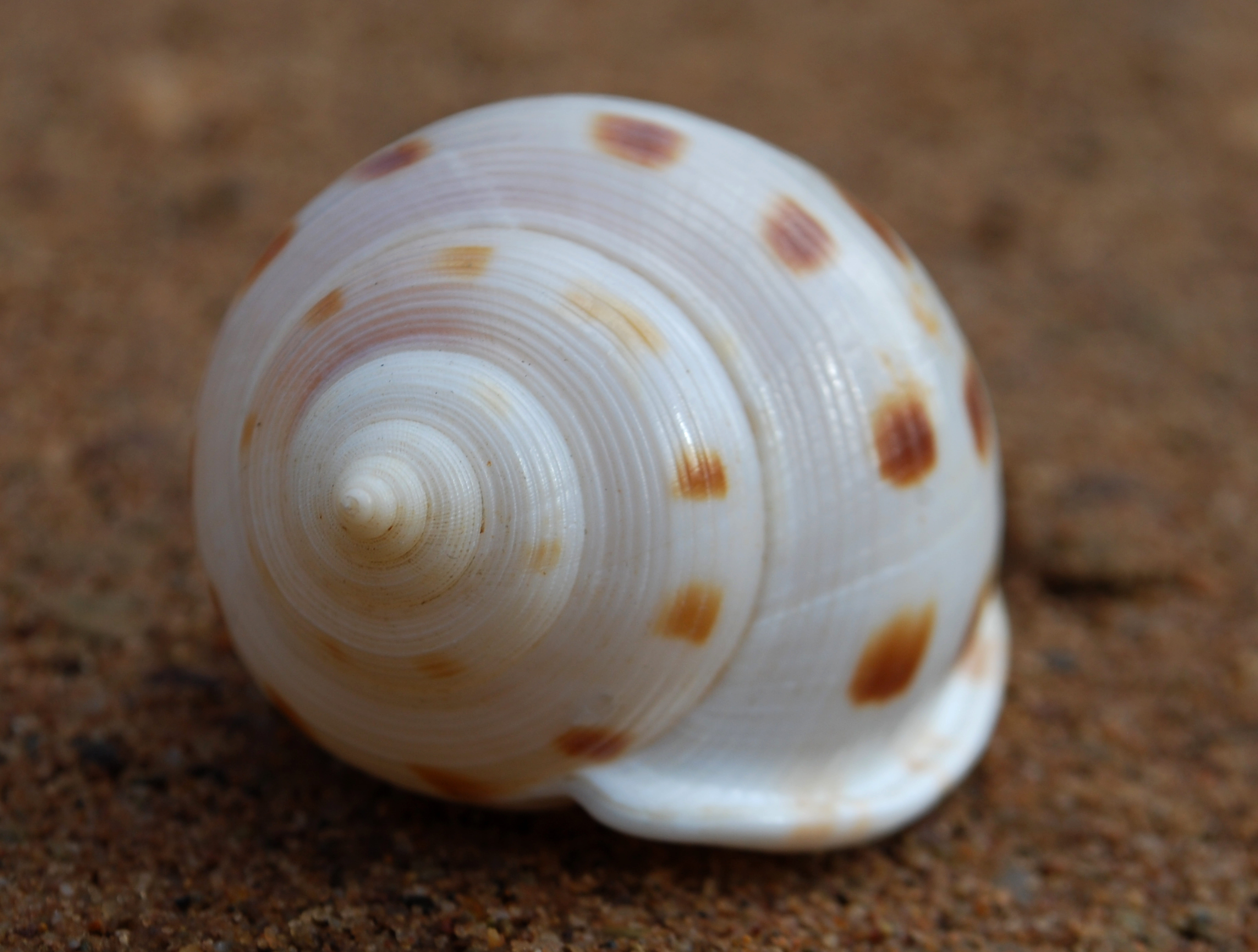 animal themes, animal wildlife, sequence, no people, design, focus on foreground, spiritual, white color, fractal, land, geometry, animal shell, natural pattern, HD Wallpaper