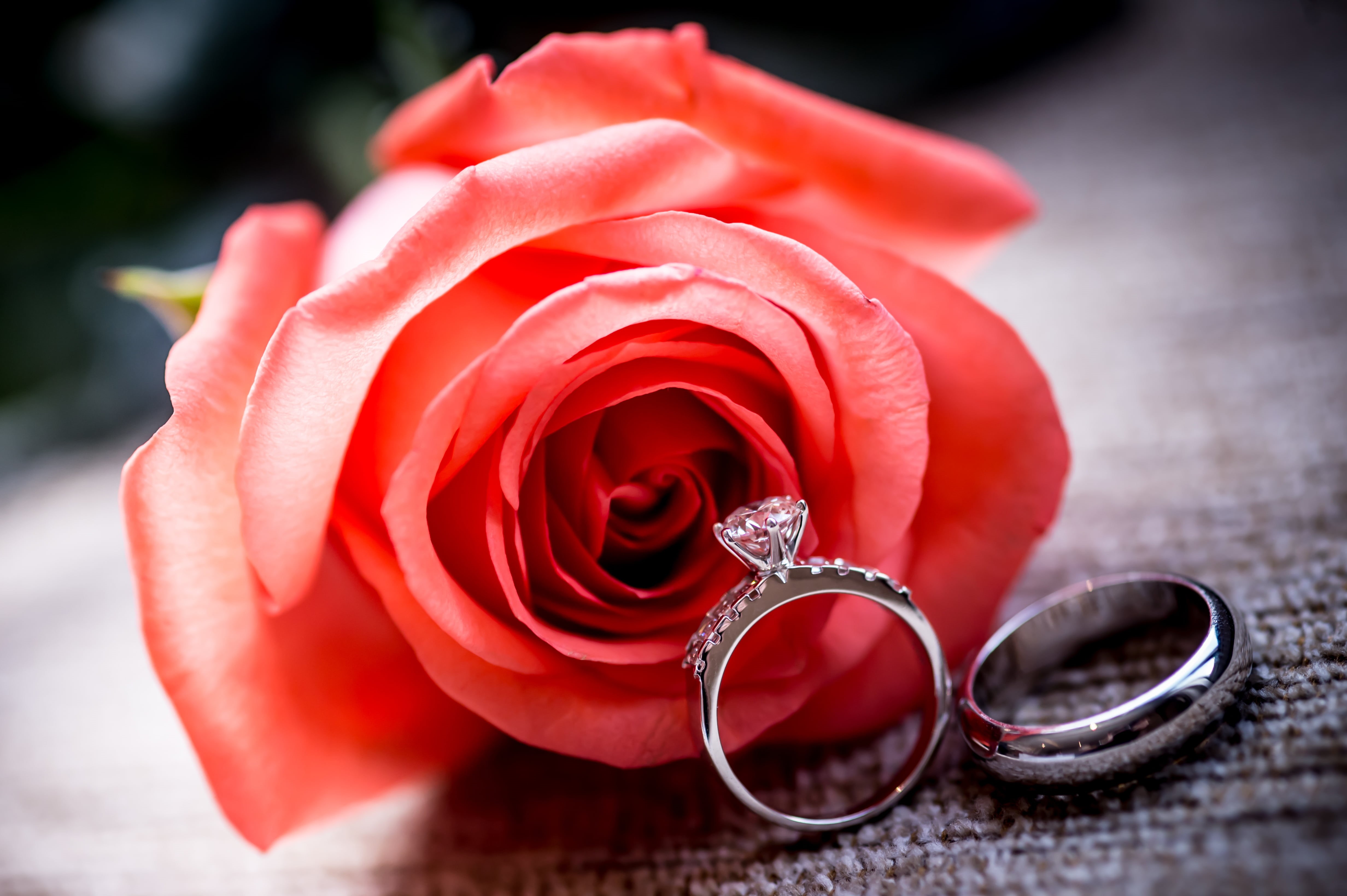 macro, flower, rose, 4K, decoration, flower head, engagement, plant, bridal, petal, positive emotion, jewelry, single Object, engagement Ring, event, romance, HD Wallpaper