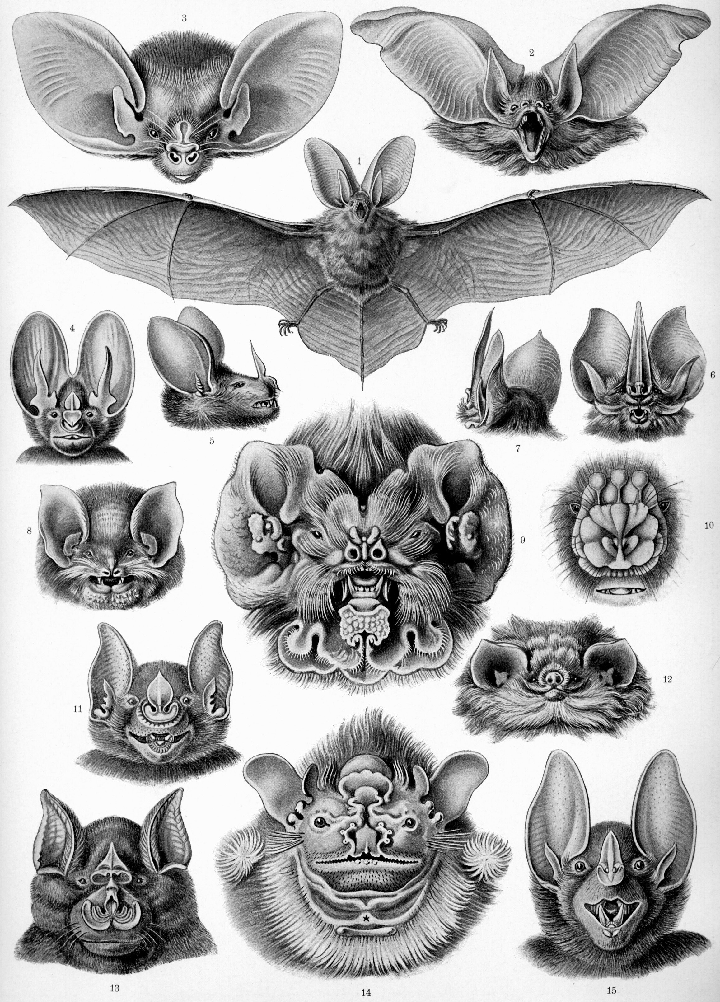 2K, arts And Entertainment, bat, floral pattern, representation, sketch, close-up, collection, still life, animal themes, art and craft, engraved Image, Phone HD Wallpaper