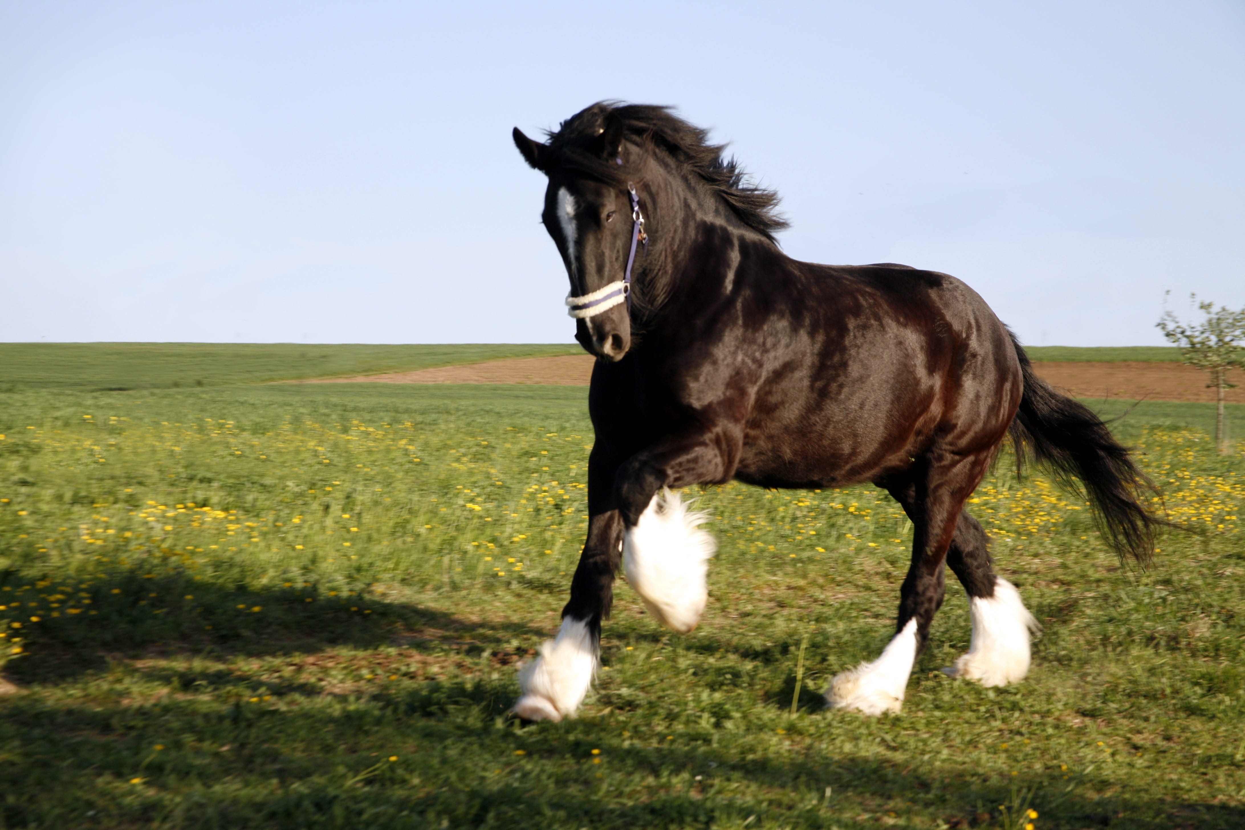 galloping, 4K, stallion, vertebrate, animal wildlife, meadow, domestic, shire, outdoors, sky, day, landscape, field, nature, plant, pets, no people, environment, HD Wallpaper