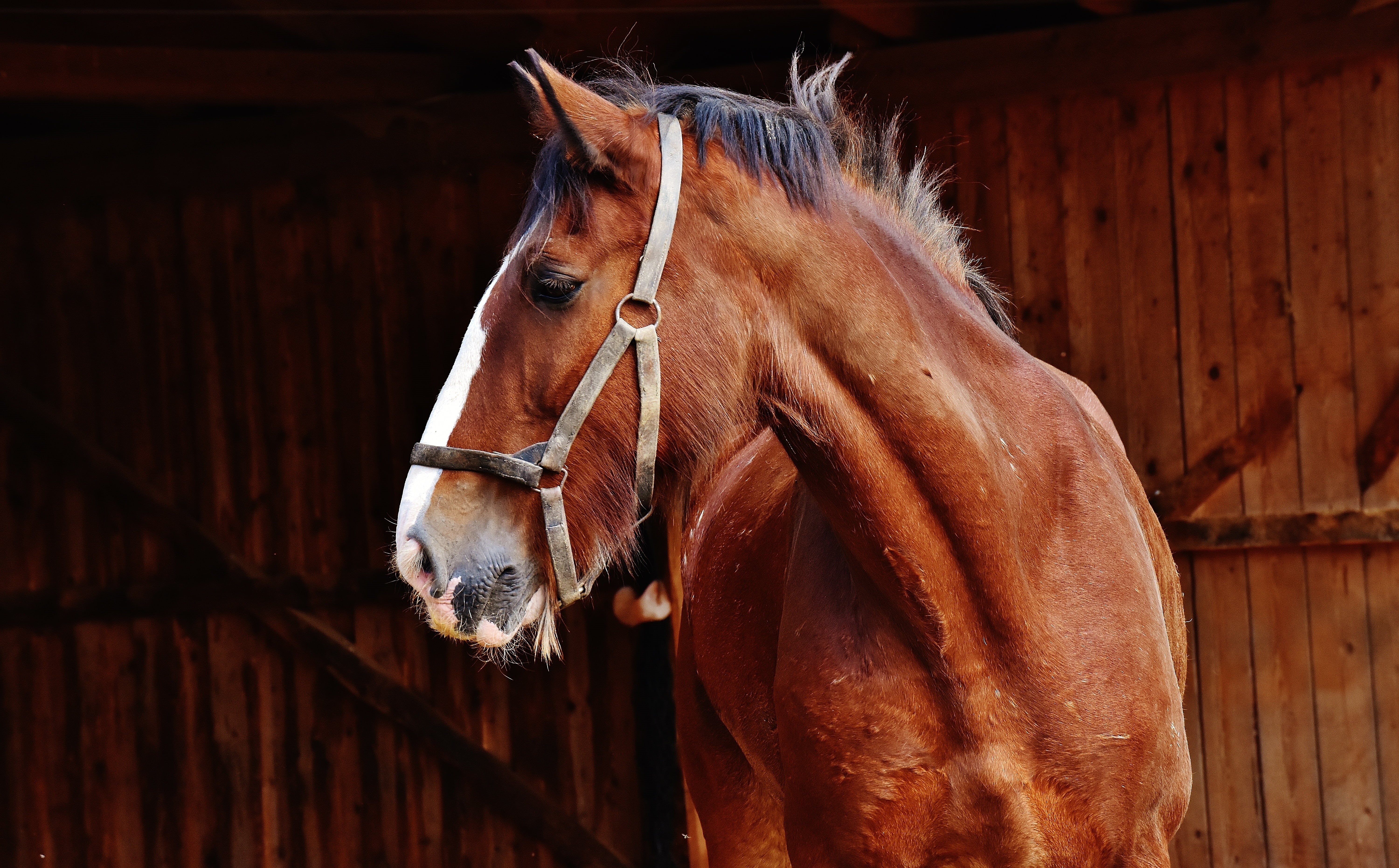 animal wildlife, wood - material, pets, brown, meadow, shire horse, coupling, herbivorous, animal themes, animal world, domestic animals, ride, profile view, HD Wallpaper