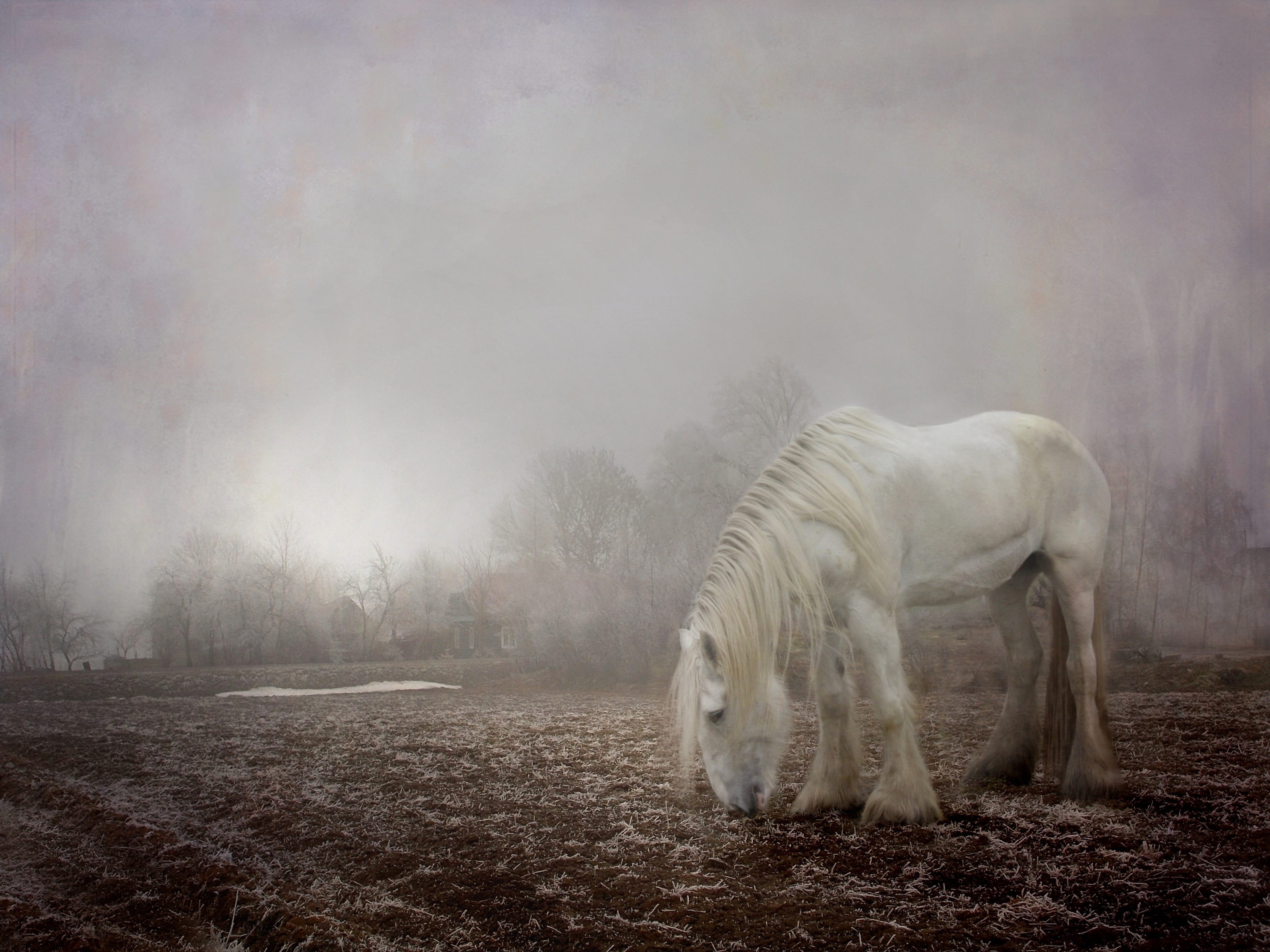 animal, mammal, one animal, tree, no people, horse, eating, plant, nature, ghost, vertebrate, winter, big, dust, foggy, animal wildlife, pets, day, animal themes, HD Wallpaper