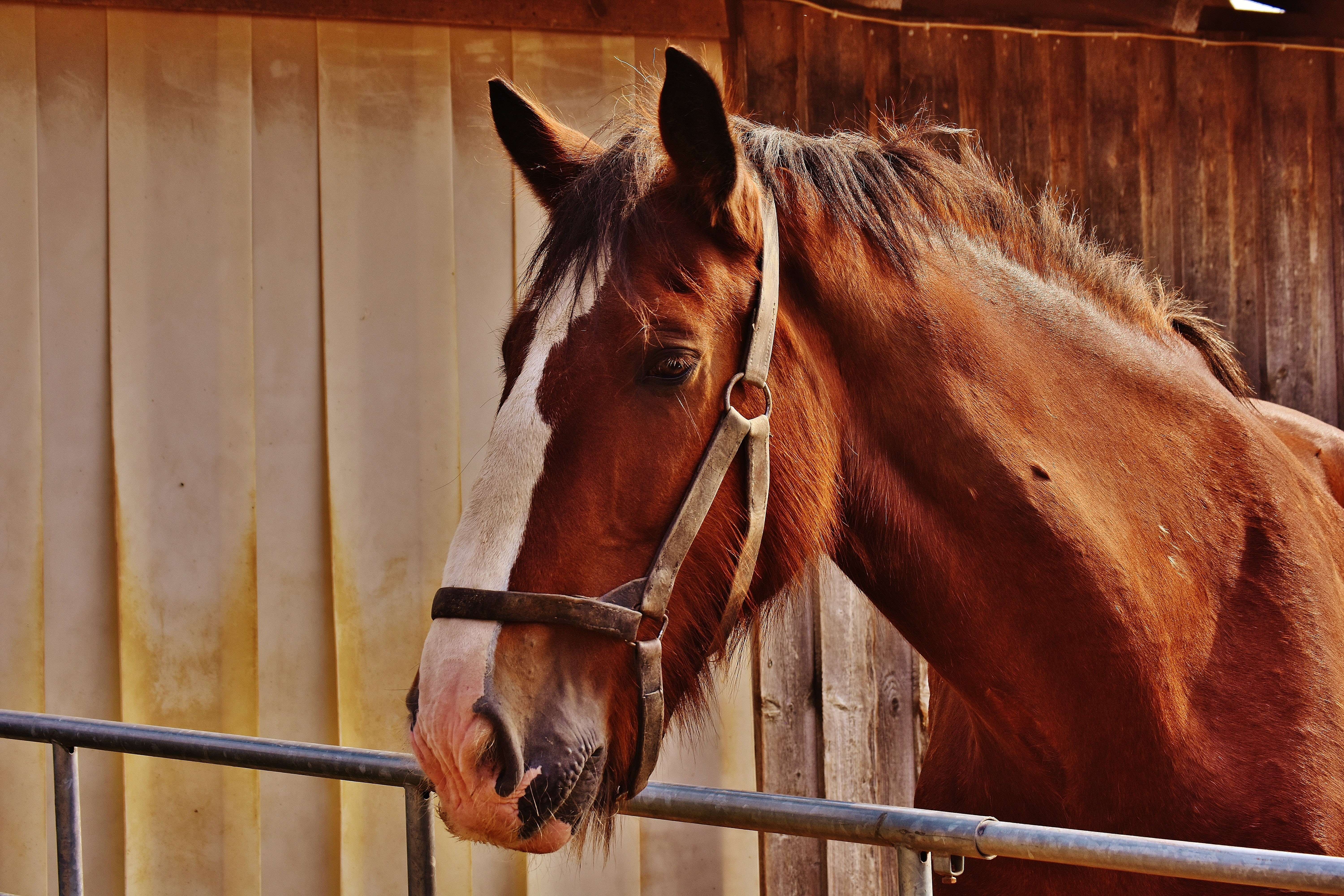 shire horse, animal wildlife, ranch, vertebrate, wood - material, day, brown, stable, pets, animal themes, railing, paddock, coupling, reitstall, herbivorous, HD Wallpaper