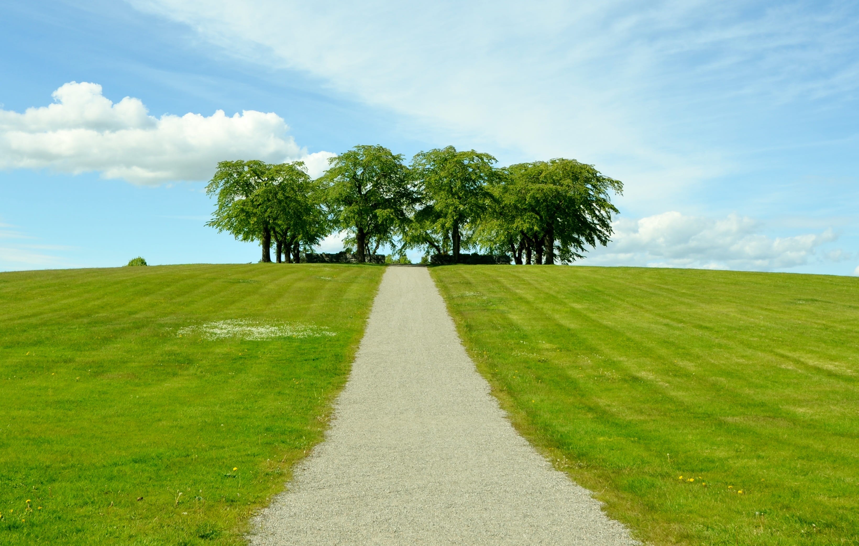 tree, summer, sky, idyllic, green, growth, land, cloud - sky, environment, beauty in nature, plant, green - golf course, garden, sunlight, no people, natur, HD Wallpaper