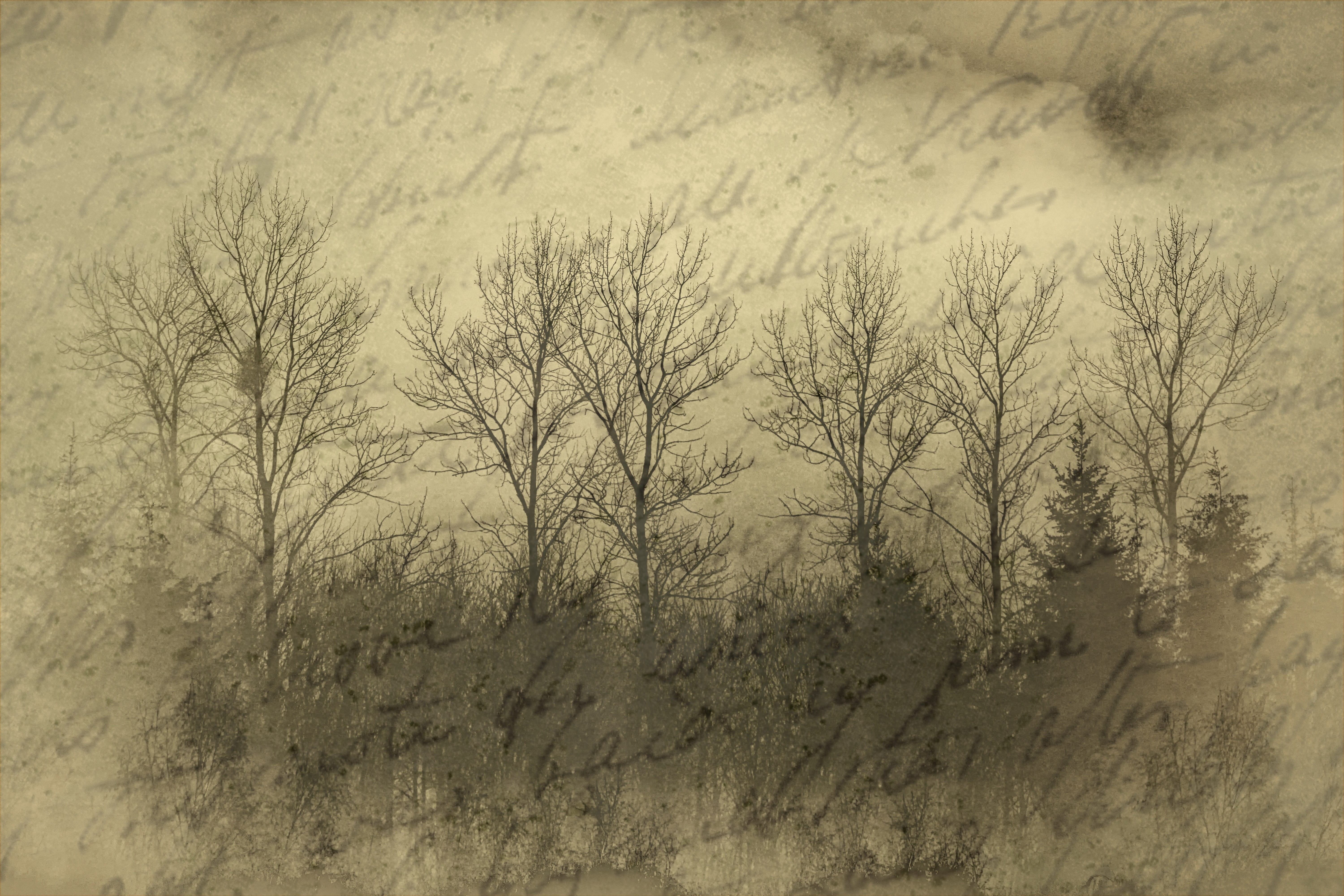 text, font, low angle view, no people, plant, antique, old, textured effect, 5K, trees, textured, beauty in nature, land, full frame, retro, backgrounds, HD Wallpaper