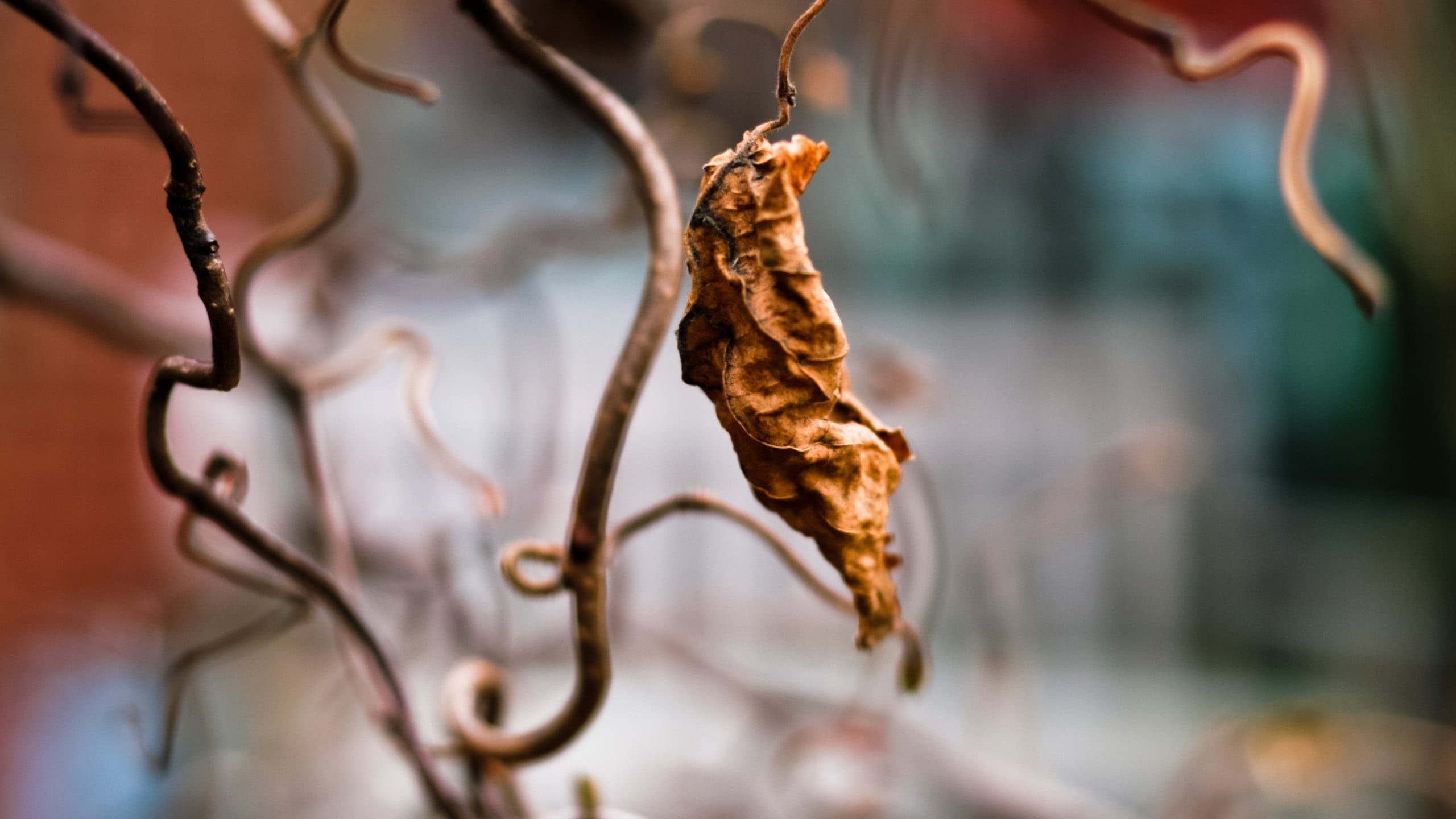 food, dried, leaf, macro, outdoors, agriculture, plants, beauty in nature, day, chinese herbal medicine, hanging, twigs, backgrounds, tree, 2K, dried food, HD Wallpaper