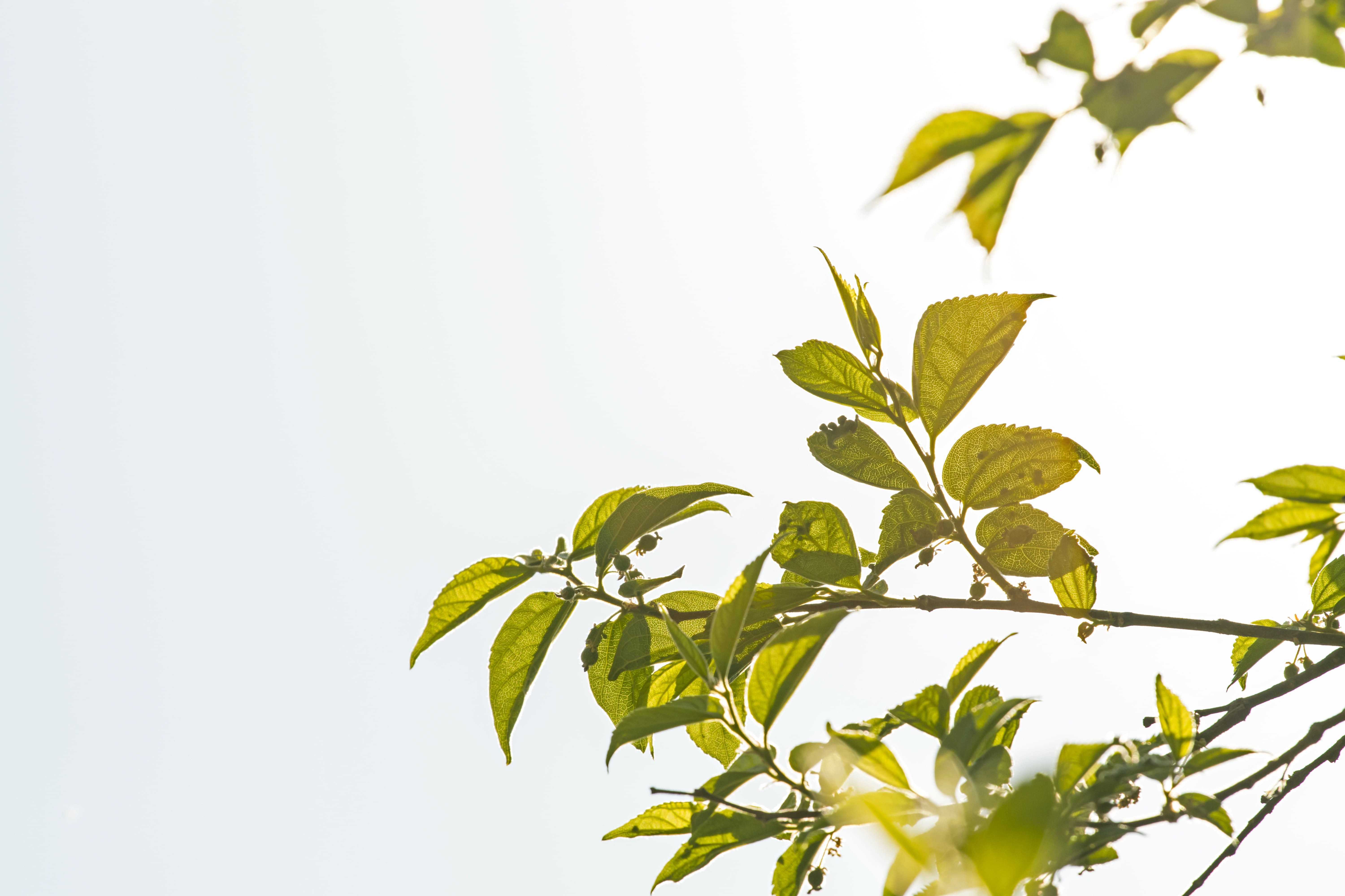herb, beauty in nature, leafe, plant, 5K, clouds, herbal medicine, white background, food, outdoors, green, close-up, summer, medicine, horizontal, food and drink, HD Wallpaper