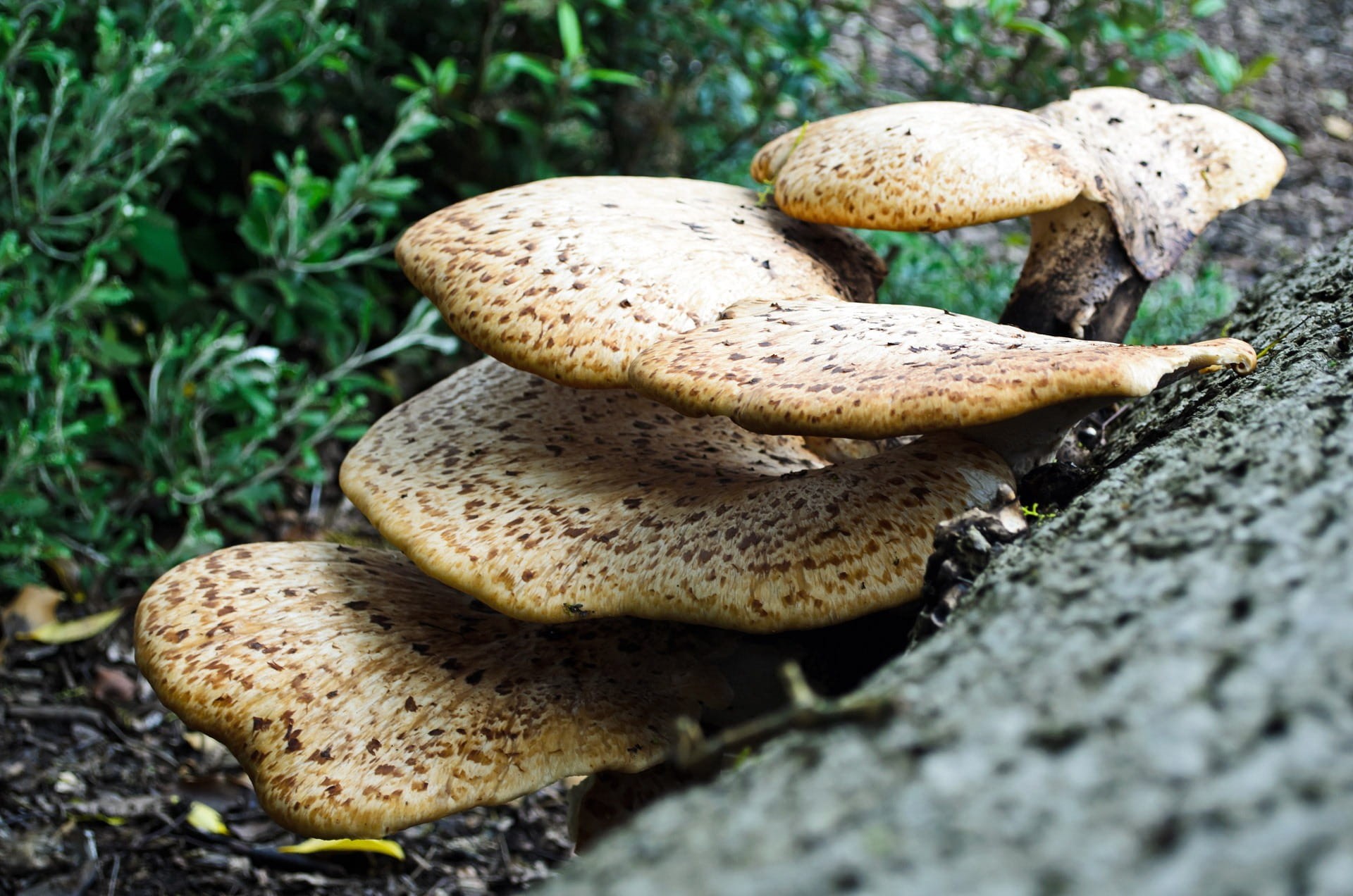 decay, bracket fungus, toadstool, food and drink, Botany, ecology, vegetable, 1080P, day, solid, close-up, forestry, nature, fungi, freshness, edible mushroom, HD Wallpaper