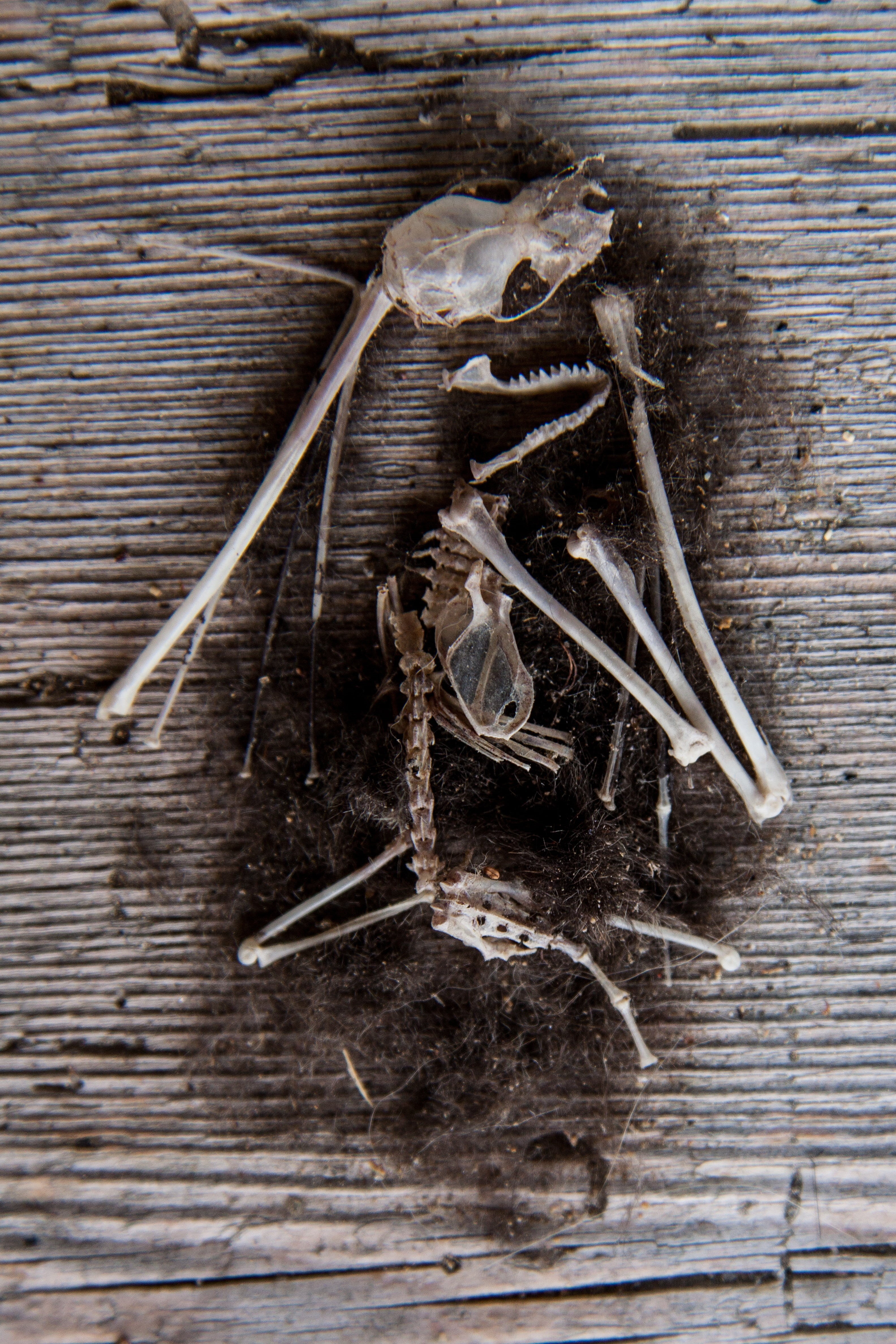 food, frame, plank, wood, mouse, fur, plant, herbal medicine, high angle view, food and drink, close-up, table, wood - material, chinese herbal medicine, Phone HD Wallpaper