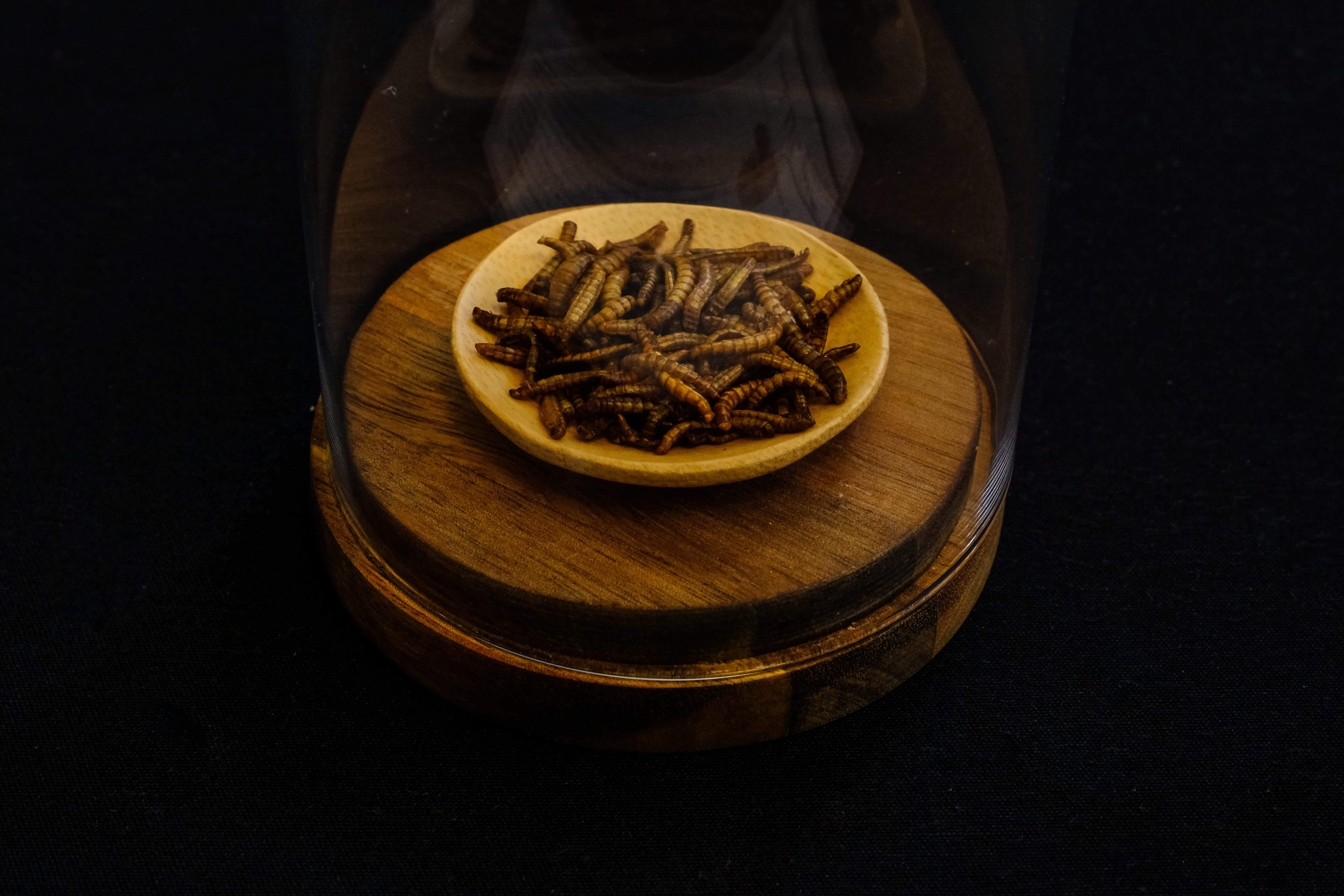 firefly, healthcare and medicine, animal, drink, tea, beverage, plant, dome, sea life, medicine, black background, wooden, container, clam, round, chinese food, HD Wallpaper