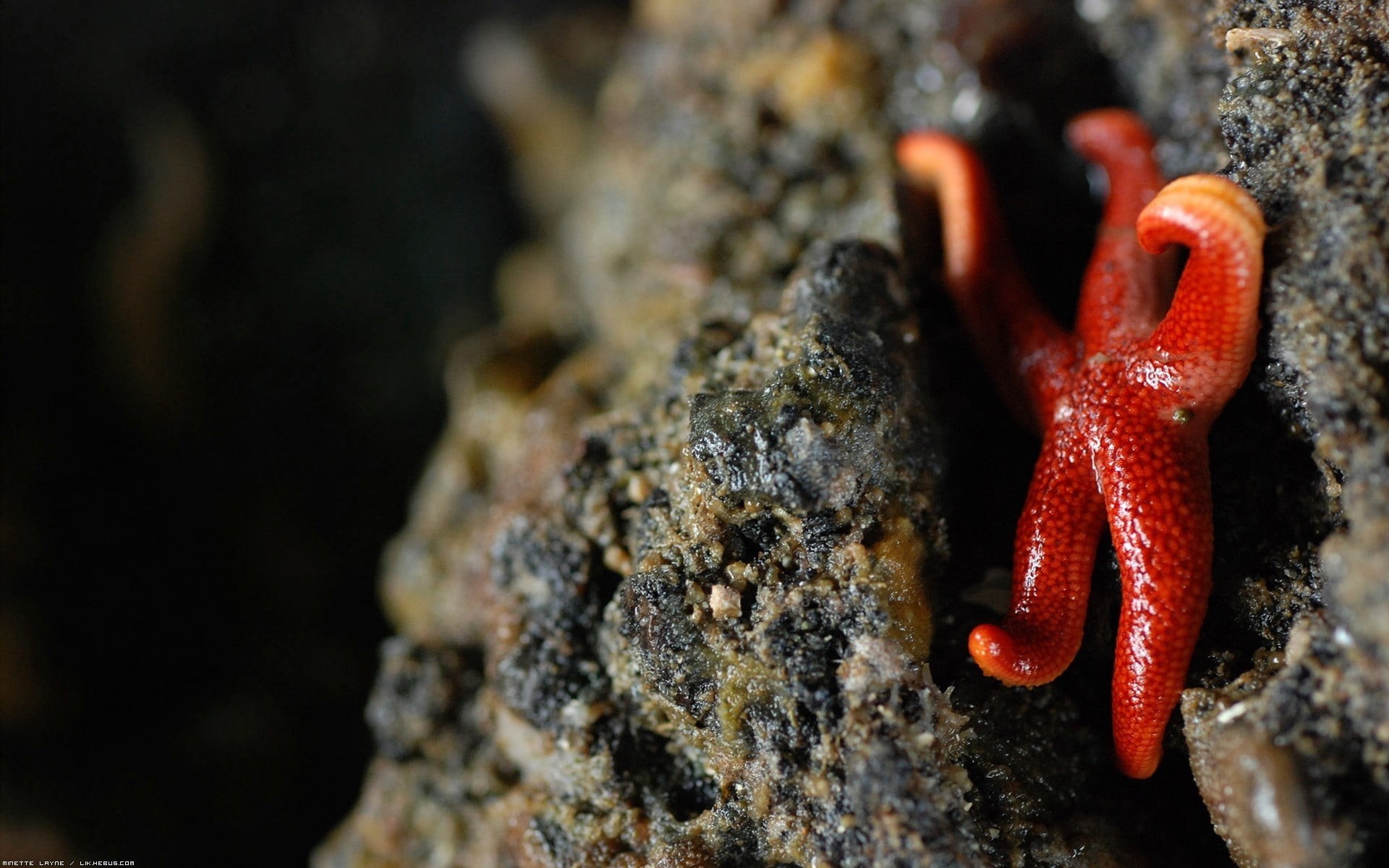 animals in the wild, red, 1080P, solid, day, animal body part, crab, no people, one animal, rock, sea, animal, pet, close-up, fault, animal wildlife, animal themes, HD Wallpaper