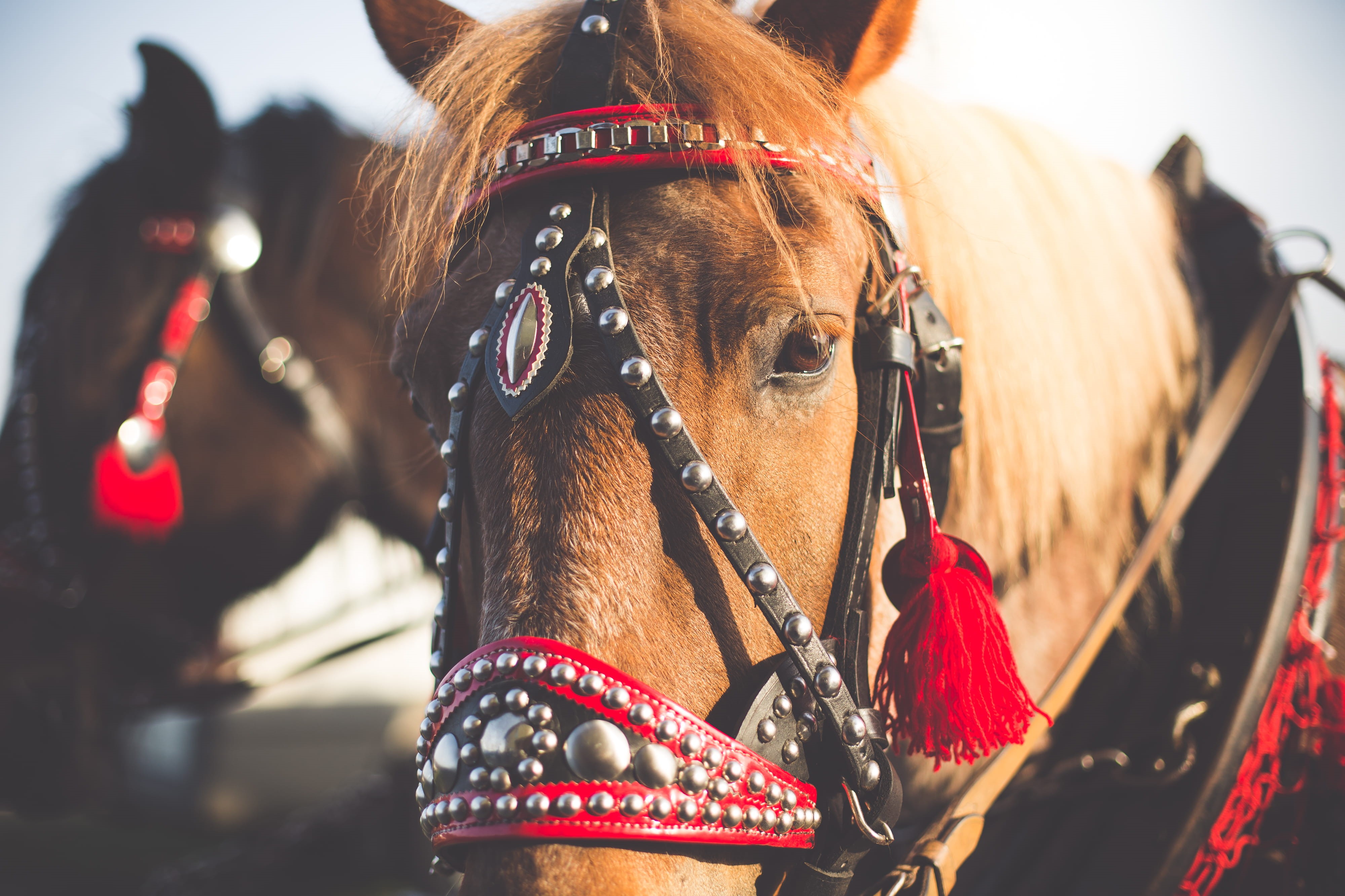 animal themes, drawn, riding, vertebrate, sad, close-up, day, horse, red, horses, mammal, focus on foreground, livestock, animal, animal head, animal wildlife, HD Wallpaper