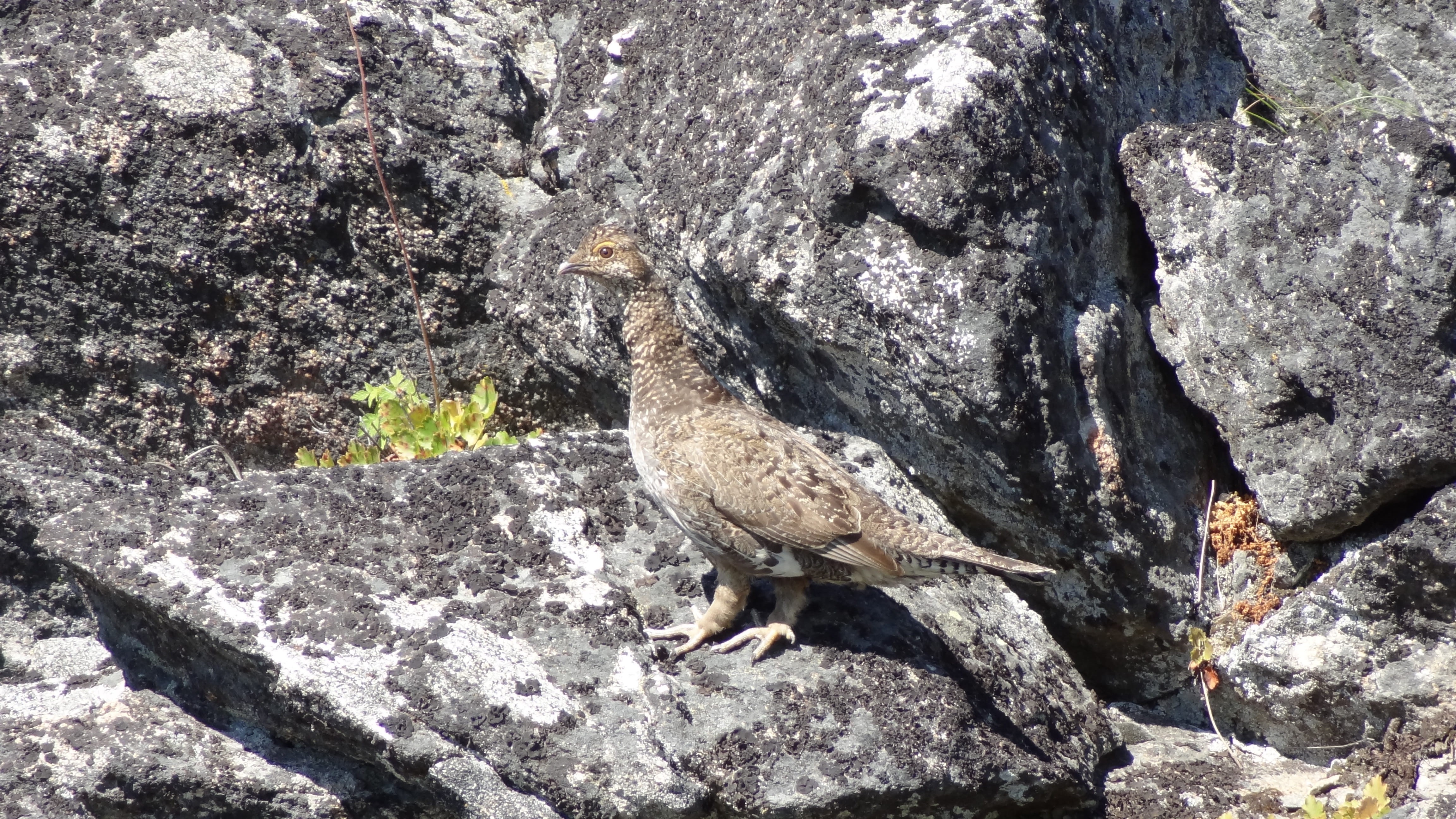 no people, textured, rock formation, beak, idaho, day, high angle view, flagstone, rock, 4K, outdoors, grouse, rock - object, vertebrate, sunlight, animal, HD Wallpaper