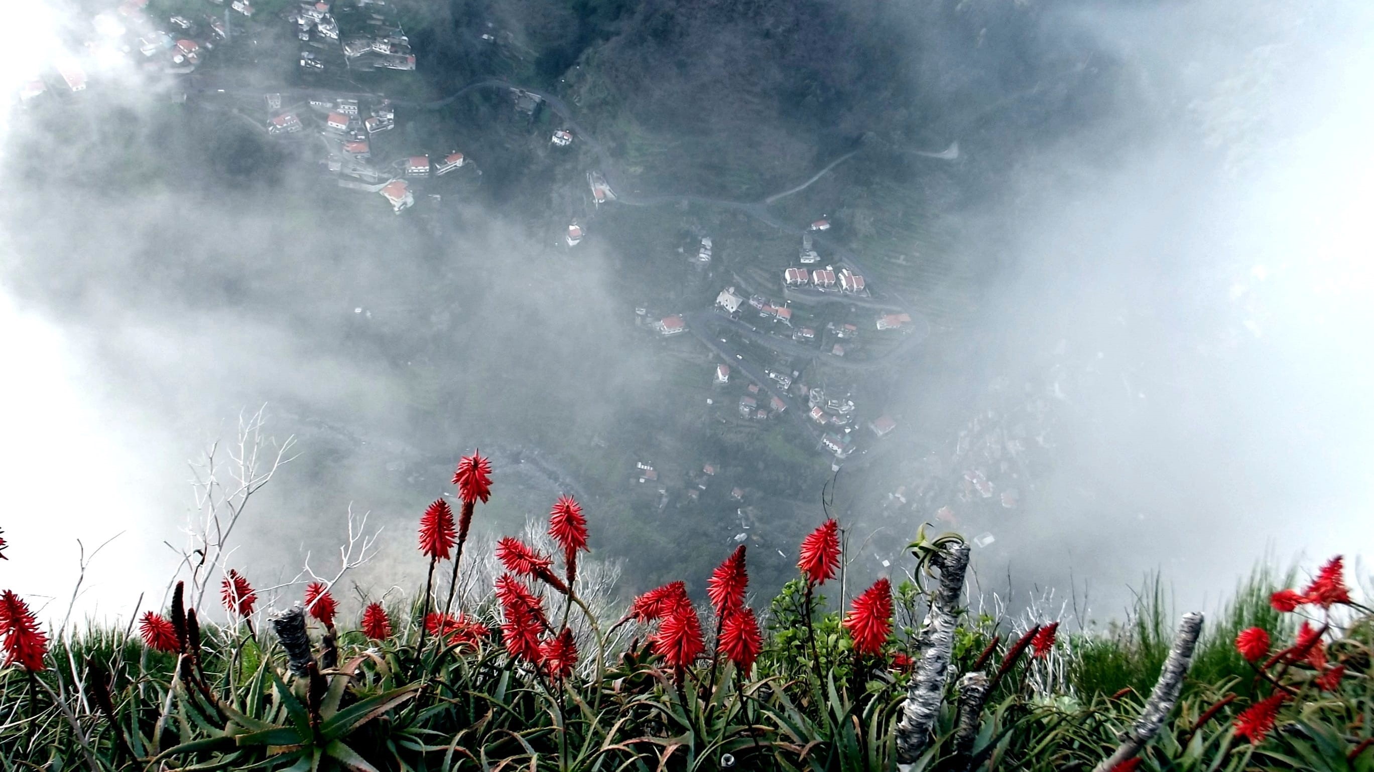 land, aloe vera, red flowers, tranquility, Fog, aloevera, flowers, red flower, red, tranquil scene, plant, 2K, flower, Valley, outdoors, nature, environment, HD Wallpaper