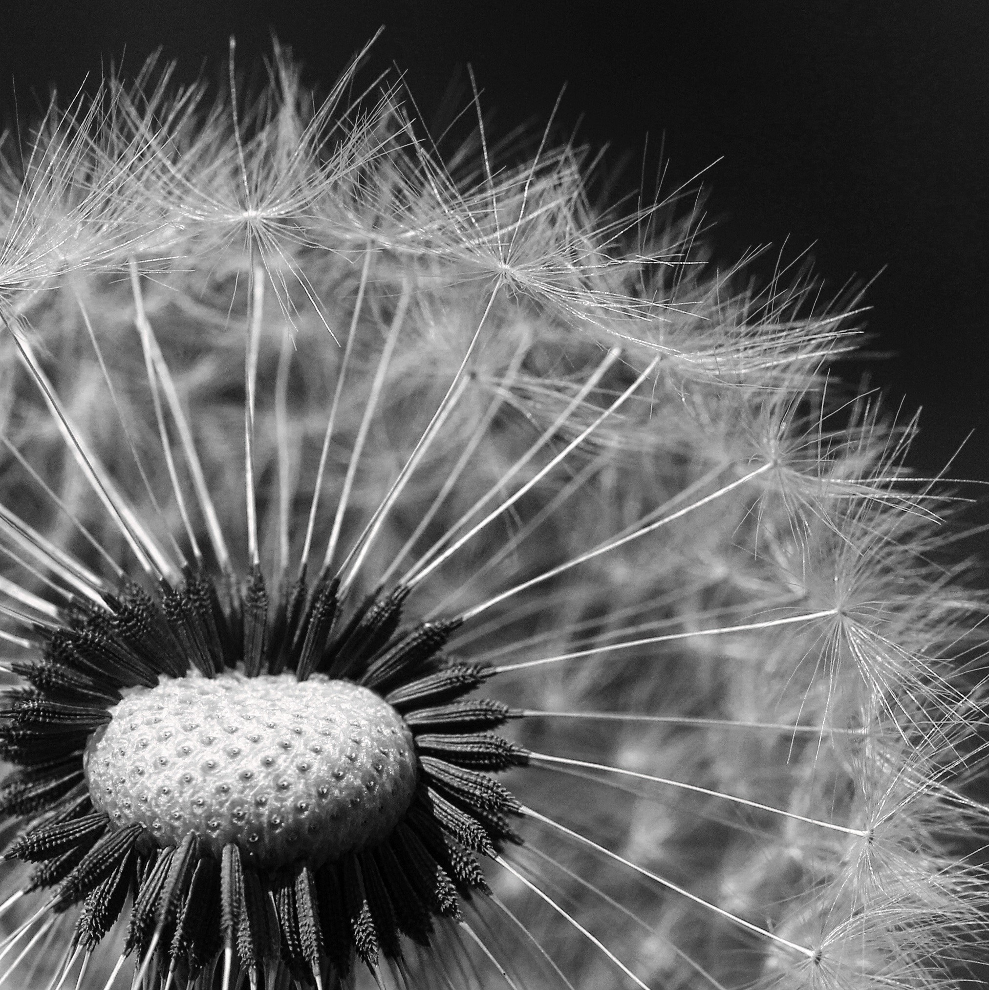 beauty in nature, taraxacum officinale, seed, flowering plant, lactarius, meadow, wind, inflorescence, flower, weed, black background, pollen, seeds, blooming, Phone HD Wallpaper