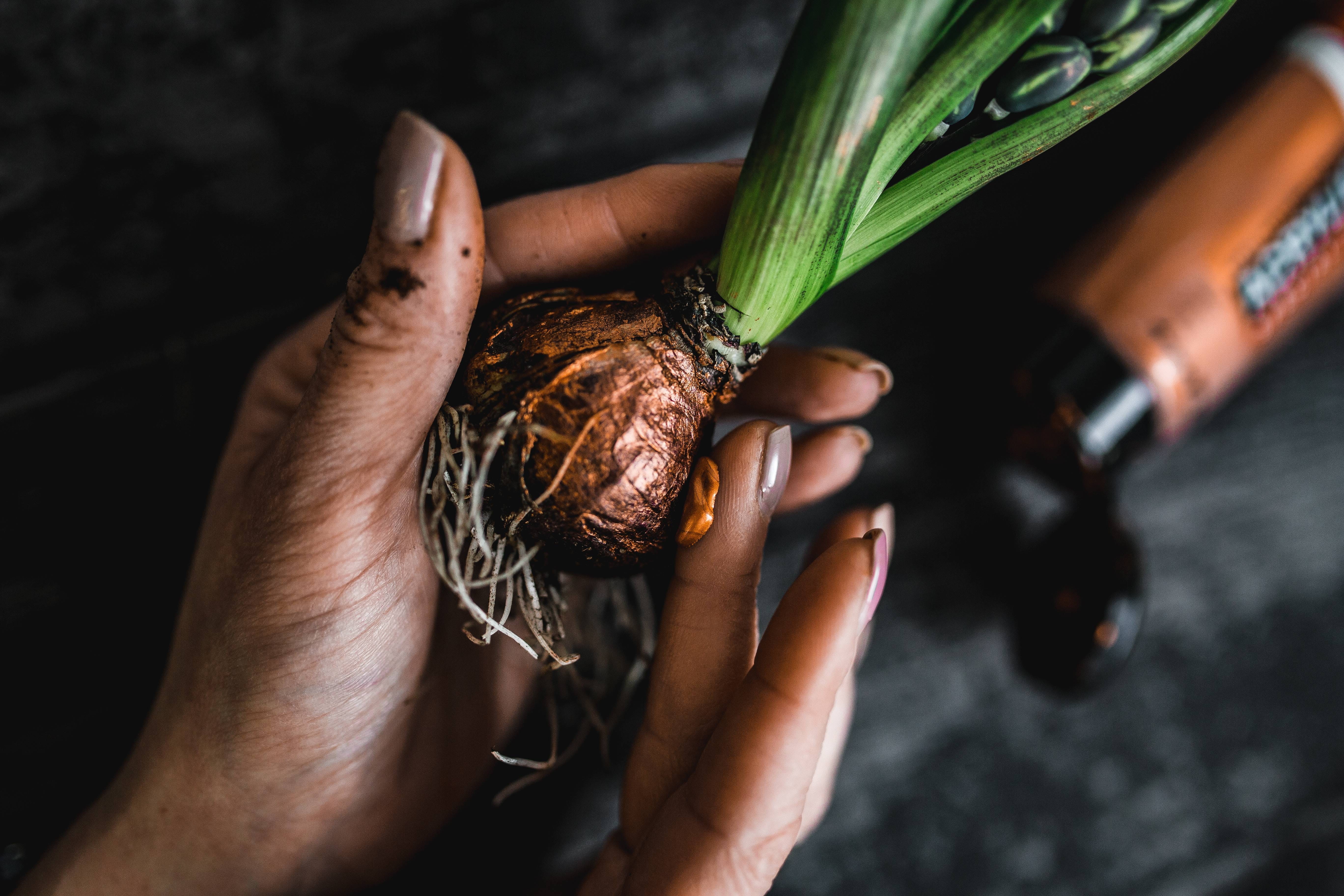healthy eating, 5K, making, holding, indoors, ornamental, freshness, small, little, human body part, people, food and drink, hand, adornment, seedling, HD Wallpaper