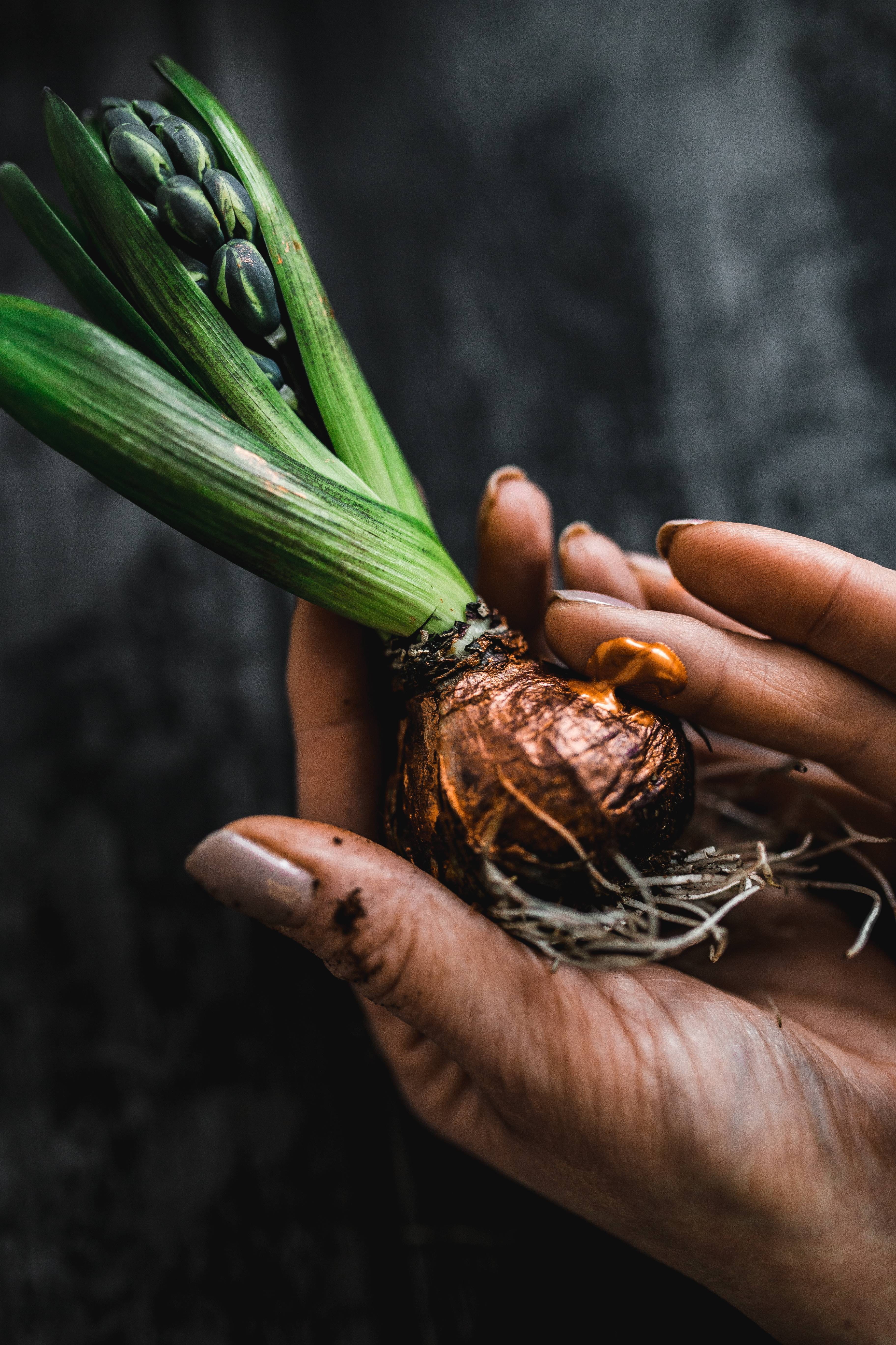 dirt, ripe, food, nature, ornament, green color, holding, jar, one person, making, food And Drink, hand, farmer, carrot, 5K, wellbeing, Woman, sweetcorn, Phone HD Wallpaper