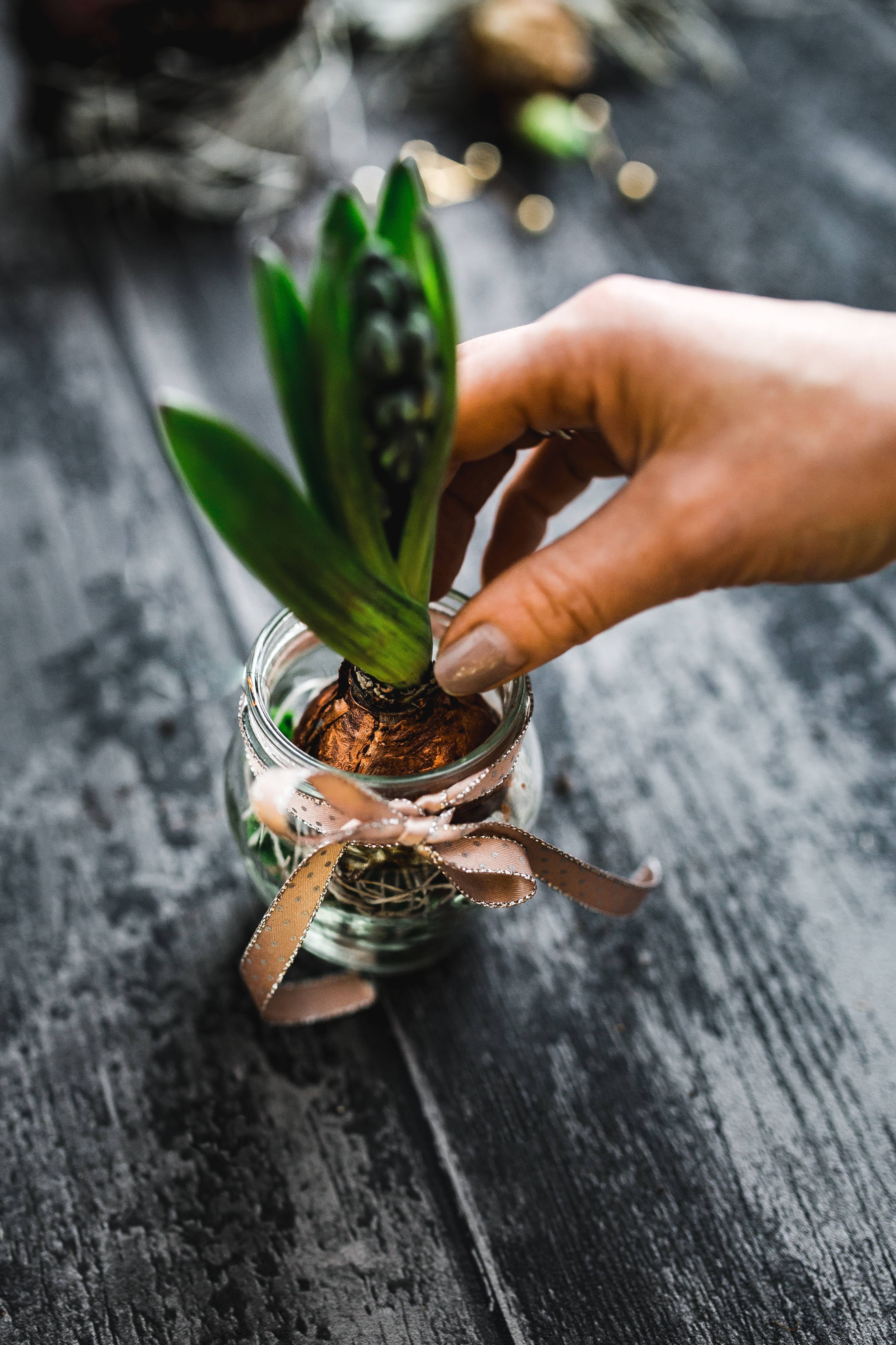 planting, indoors, food and drink, ornamental, jar, real people, unrecognizable person, human Hand, little, plant, finger, 4K, nature, human body part, Phone HD Wallpaper