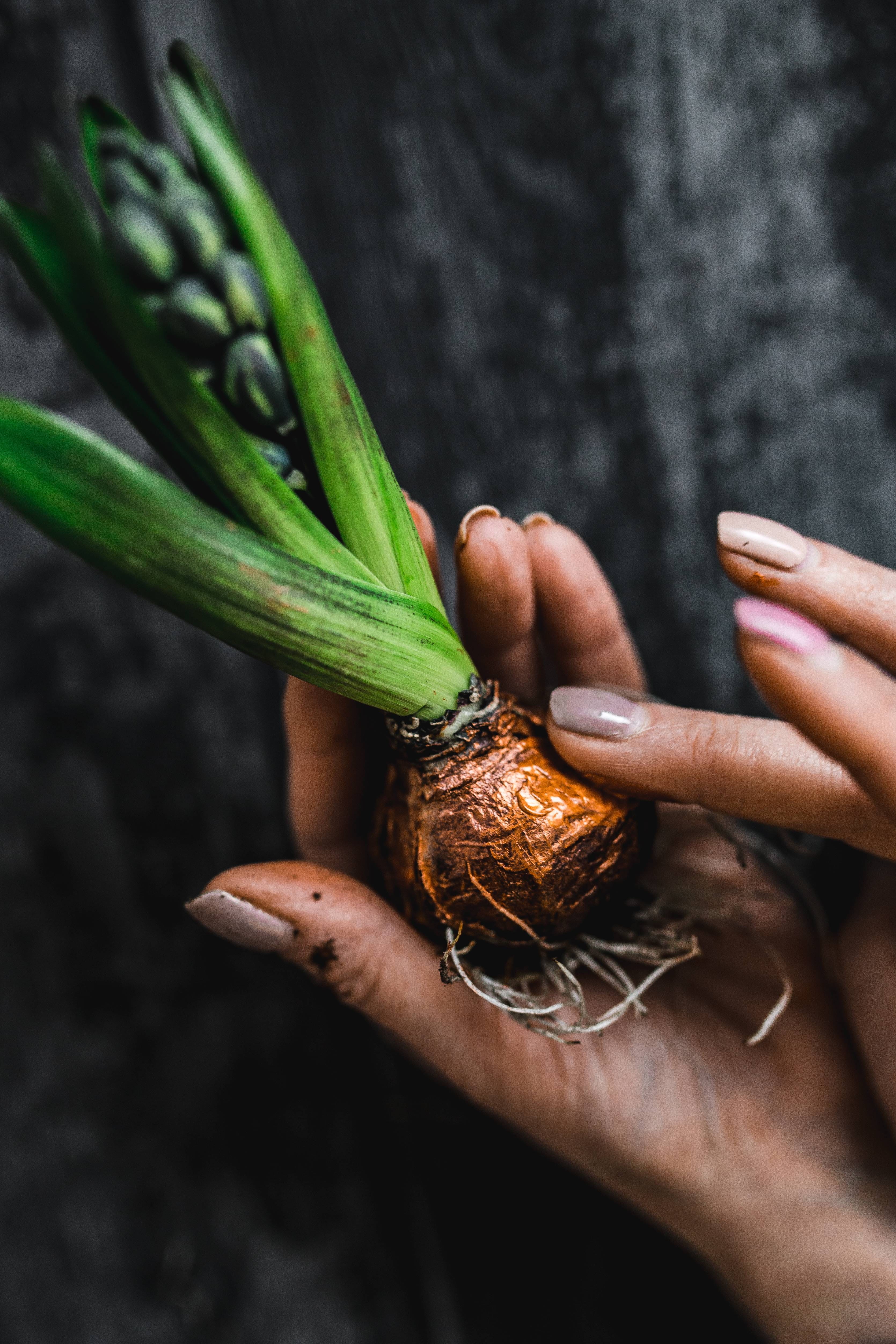 jar, healthy Eating, holding, agriculture, focus on foreground, small, human body part, food, crafting, hand, planting, human limb, seedling, finger, people, Phone HD Wallpaper